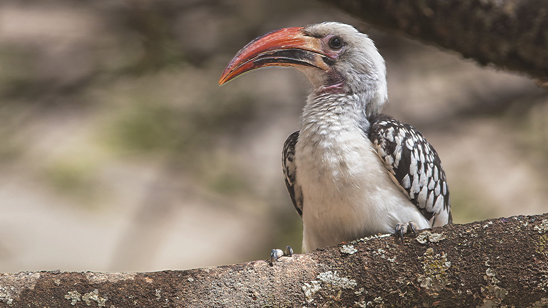 Northern Red-billed Hornbill — Ana fotoğraf