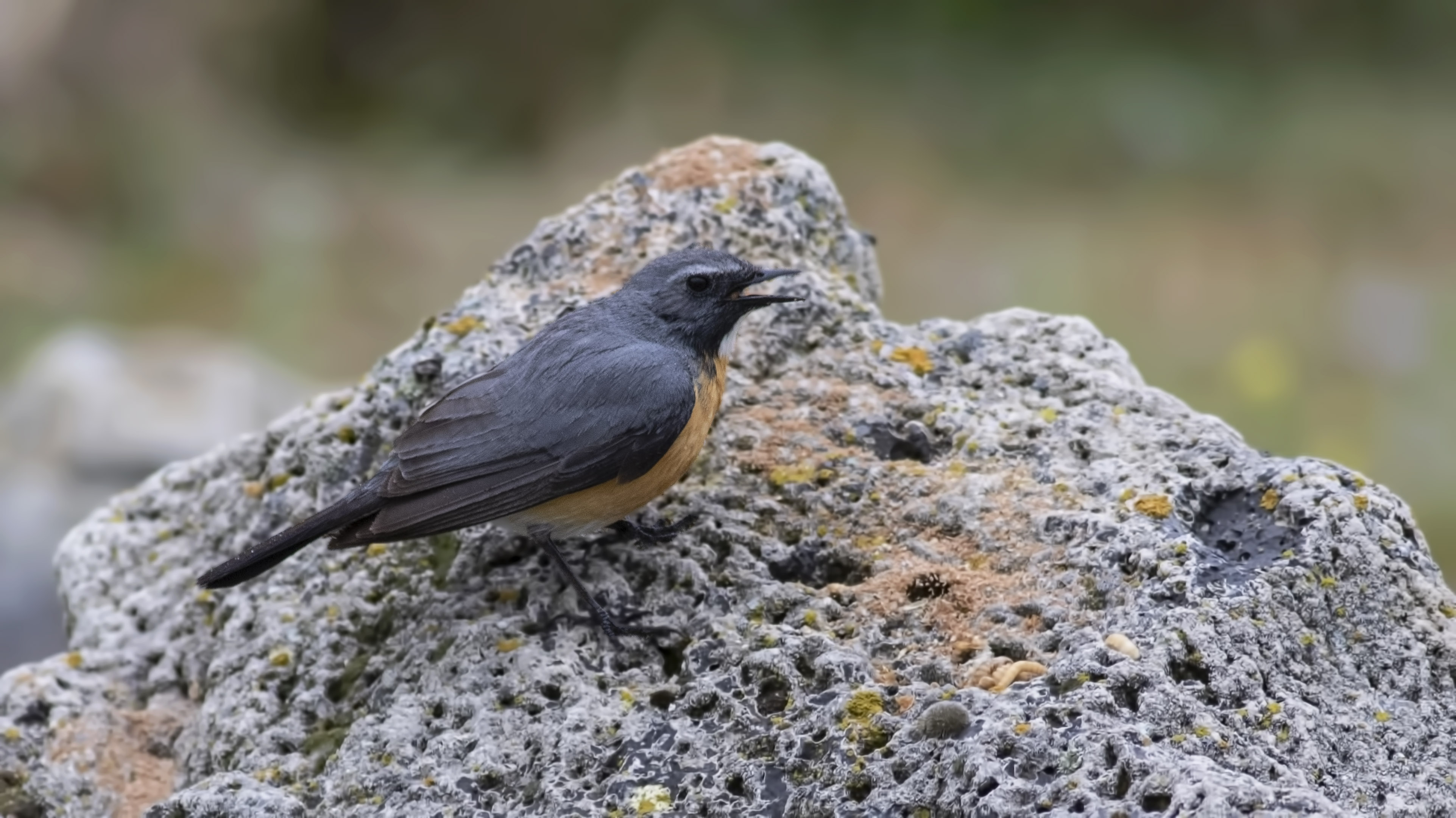 White-throated Robin