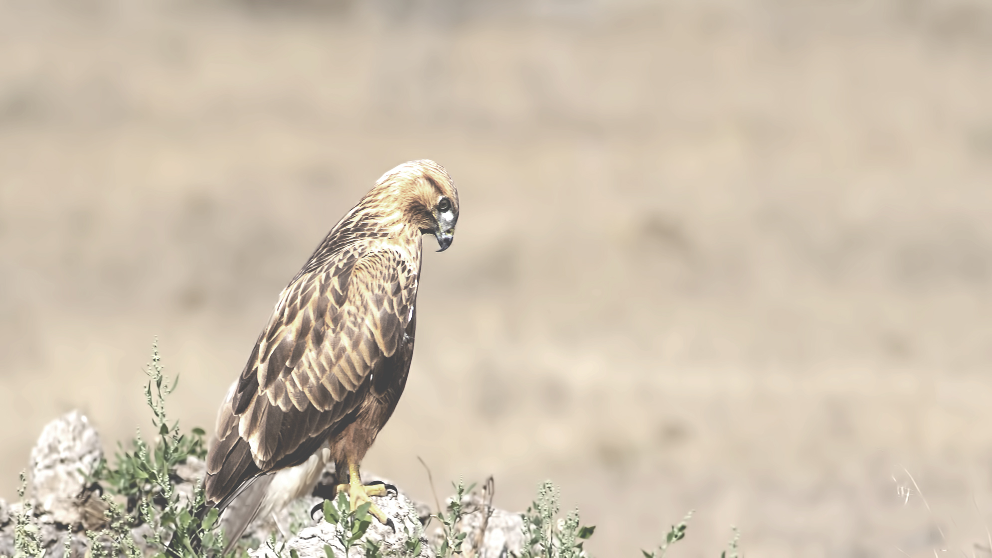 Long-legged Buzzard
