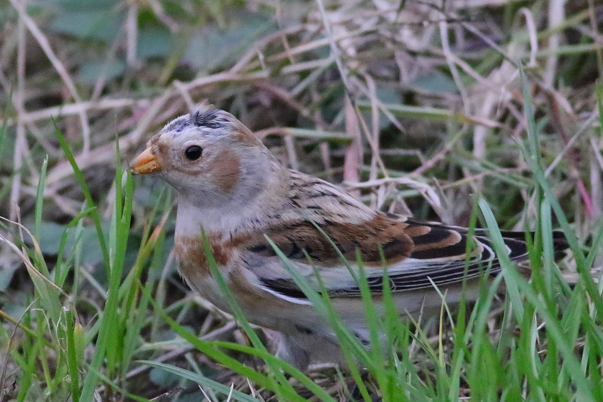 Snow Bunting