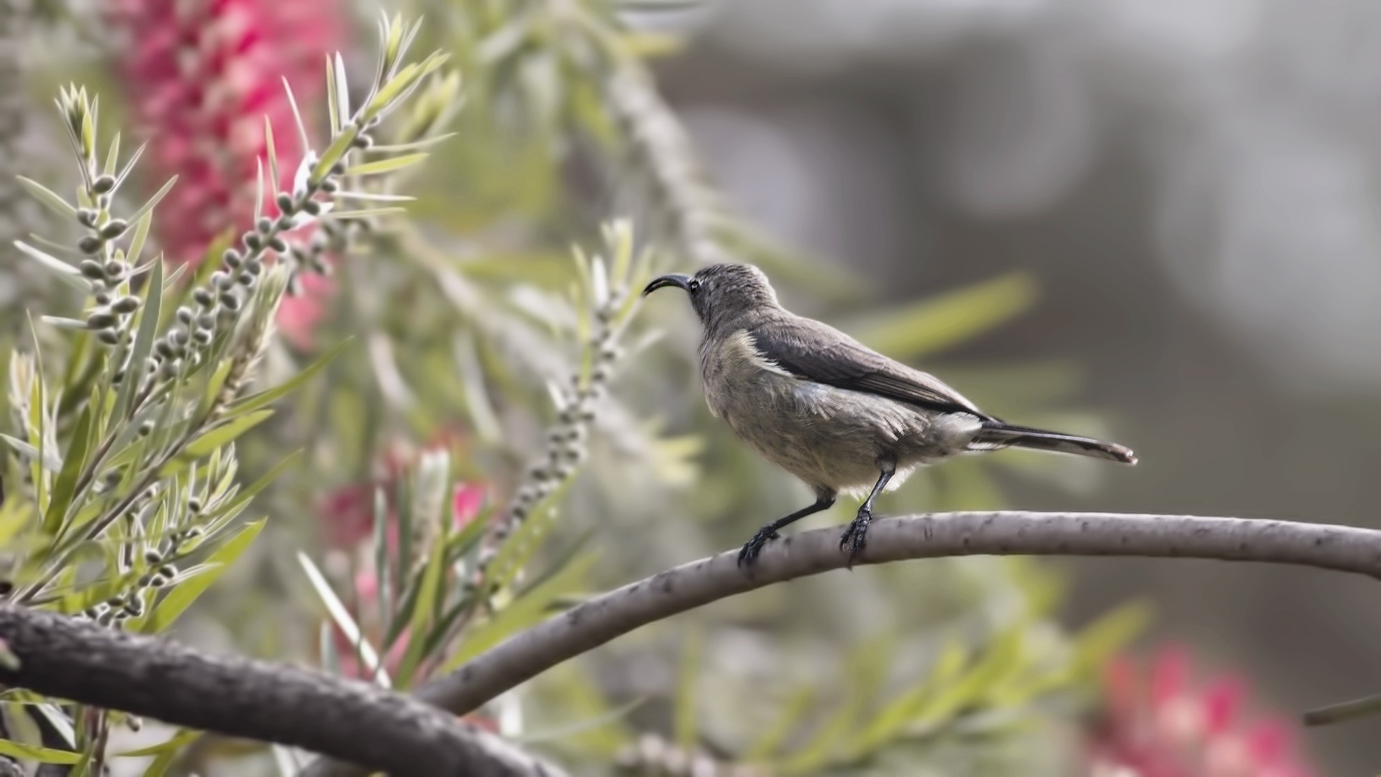 Beautiful Sunbird