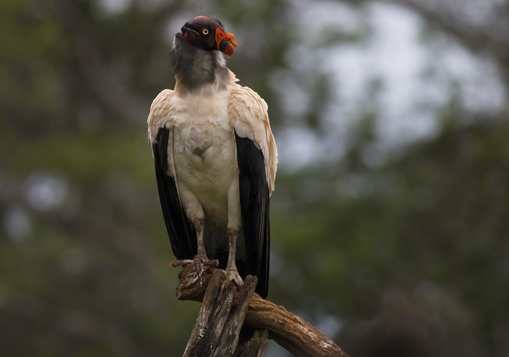 King Vulture