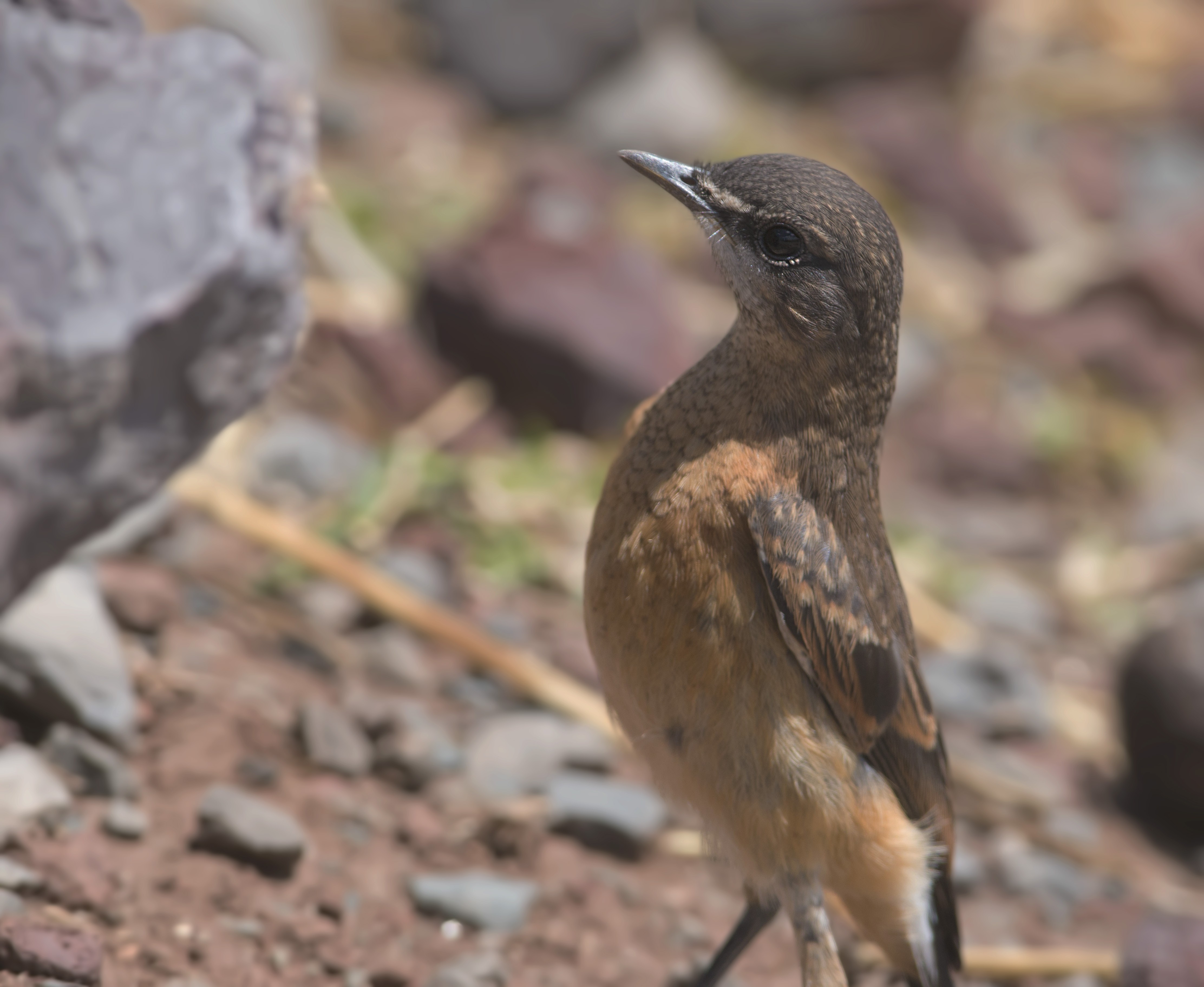 Buff-breasted Wheatear — Ana fotoğraf