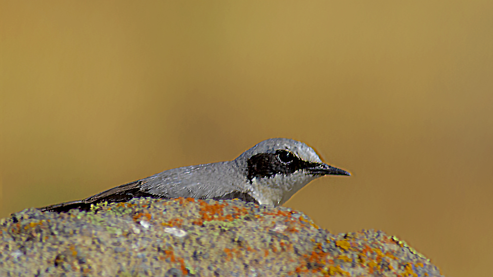 Northern Wheatear