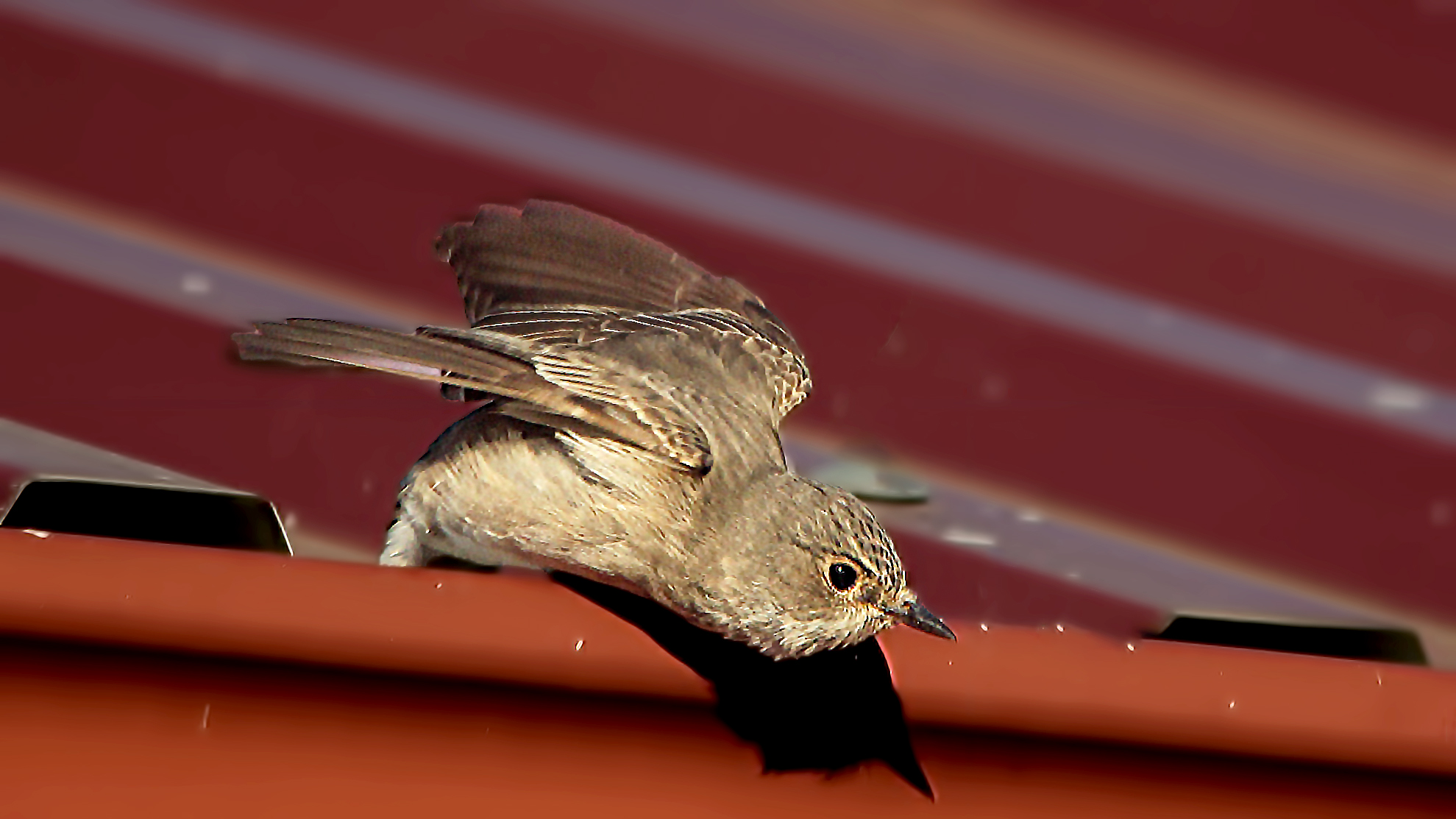 Spotted Flycatcher