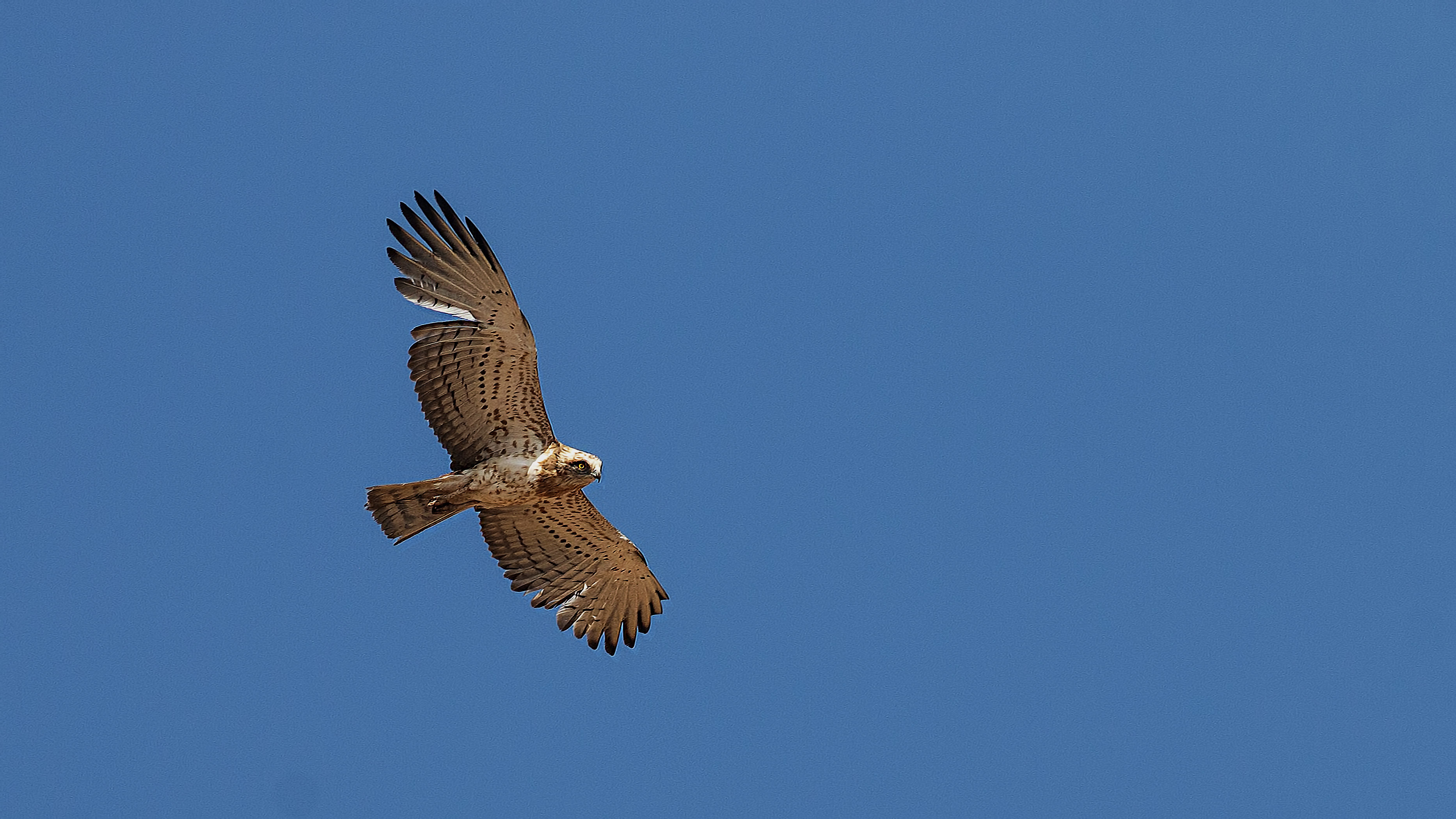 Short-toed Snake-Eagle