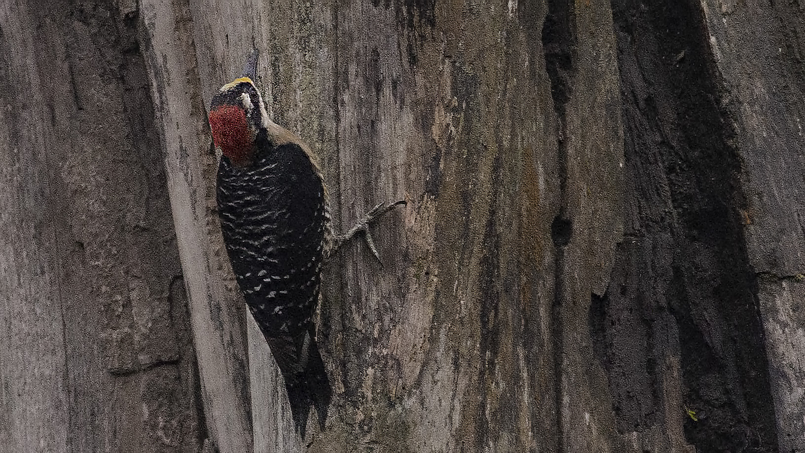 Black-cheeked Woodpecker