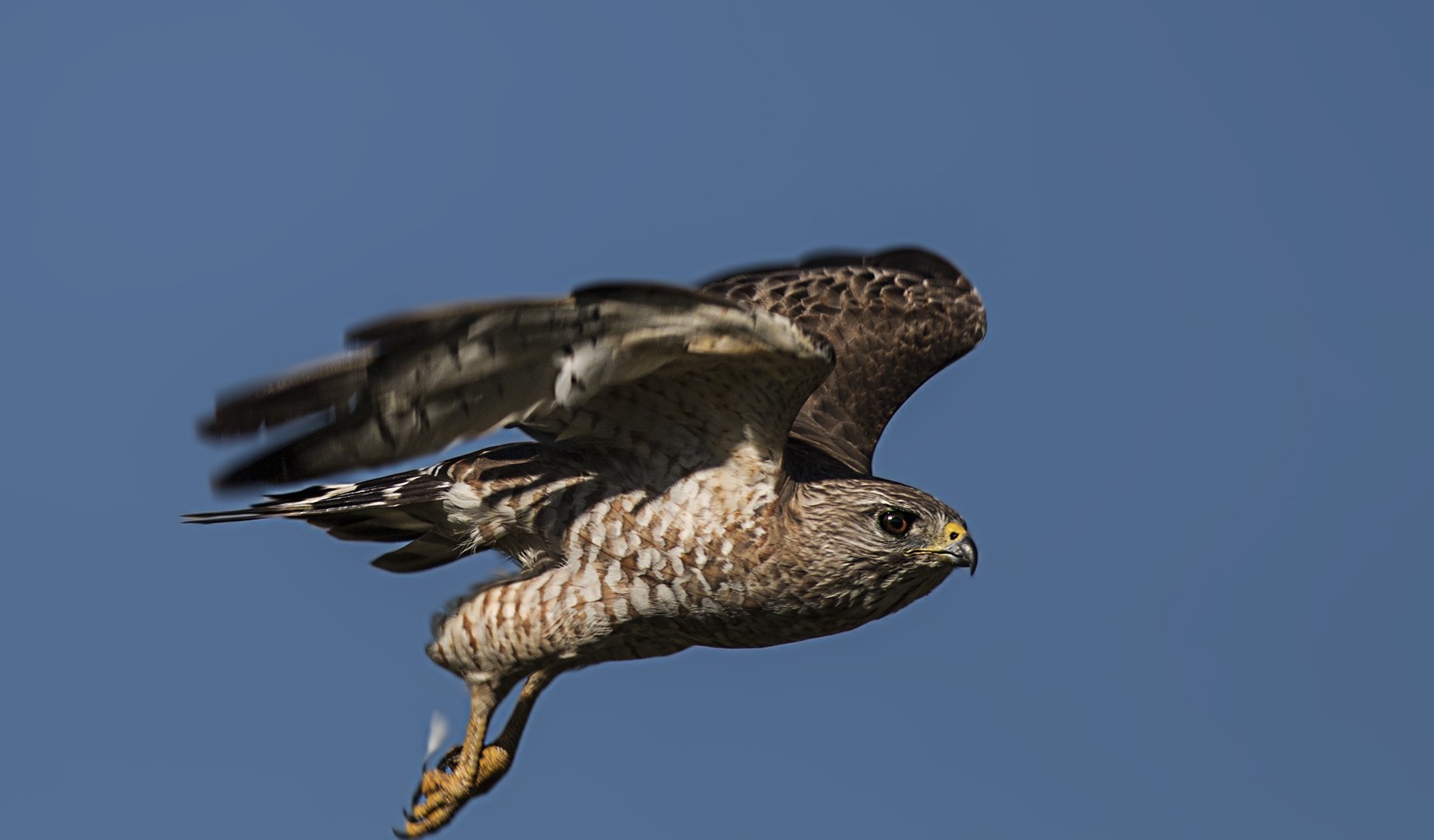 Broad-winged Hawk