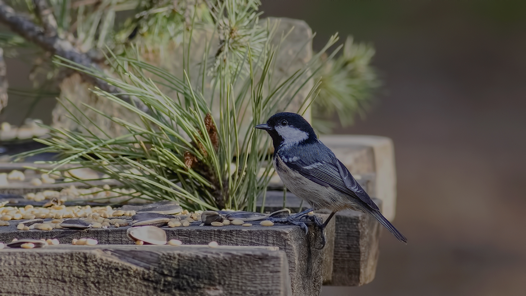 Coal Tit