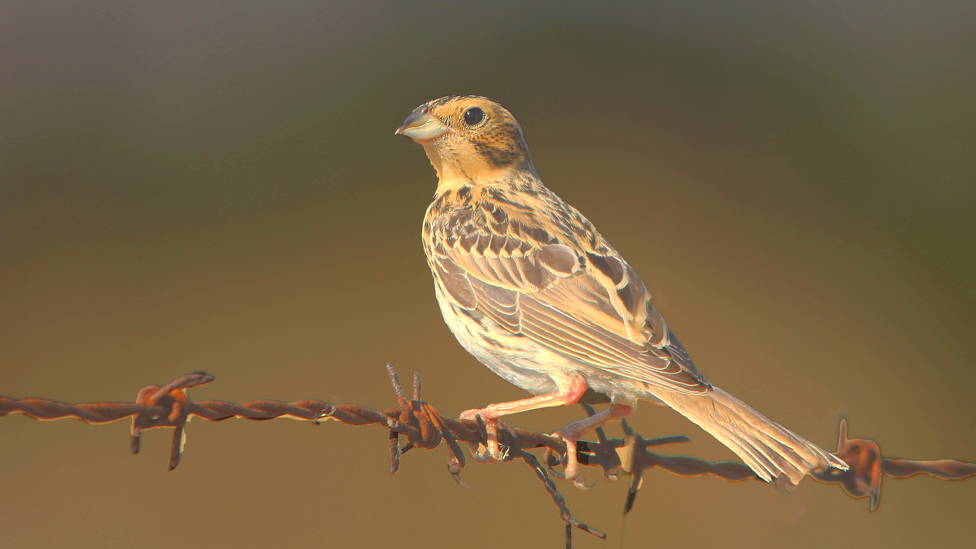 Corn Bunting