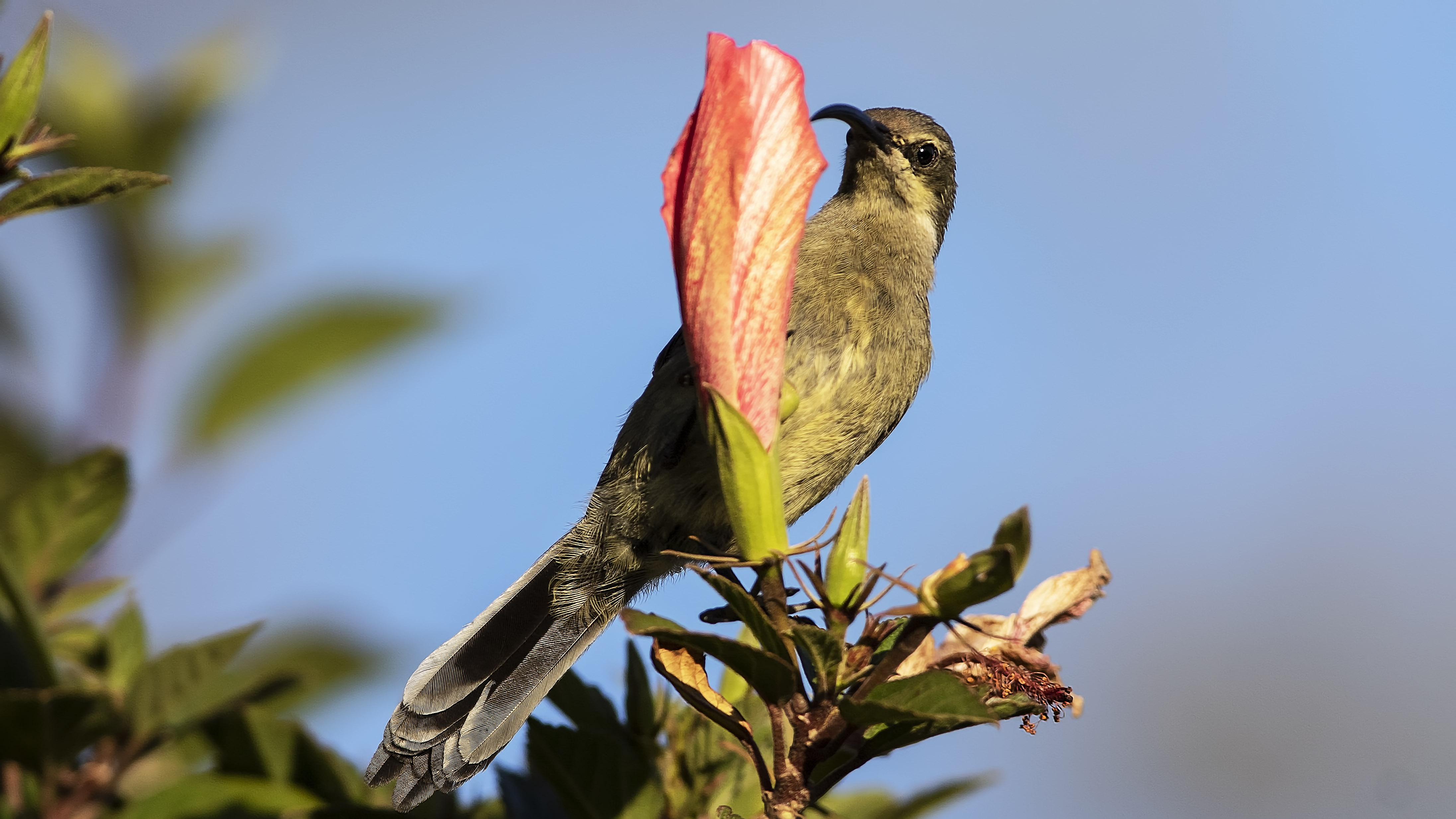 Abyssinian Catbird — Ana fotoğraf