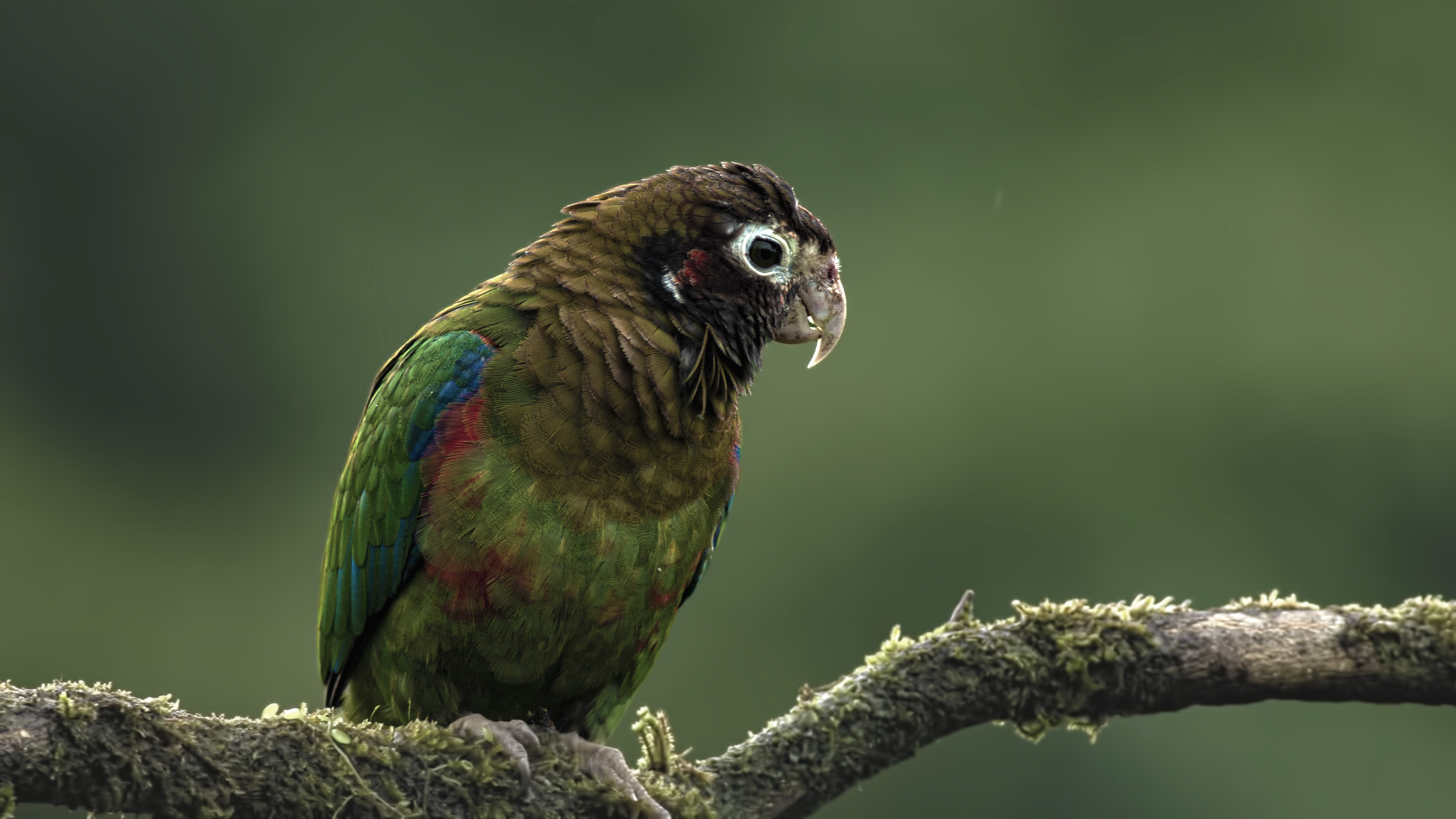 Brown-hooded Parrot