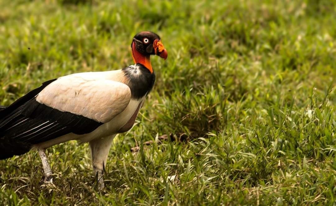 King Vulture