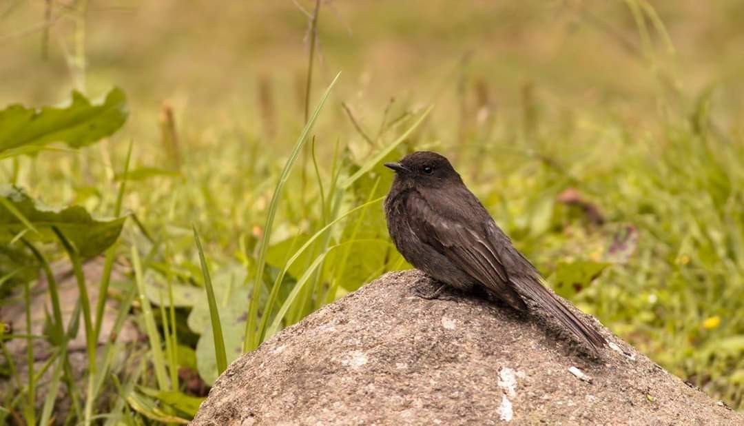 Black Petrel — Ana fotoğraf