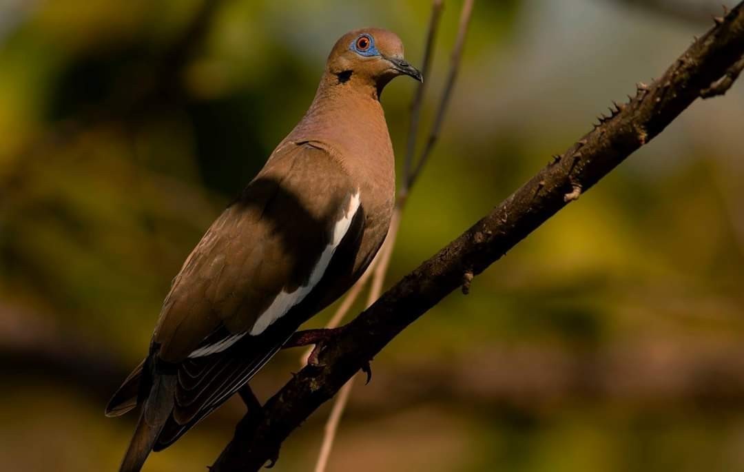 White-winged Dove — Ana fotoğraf