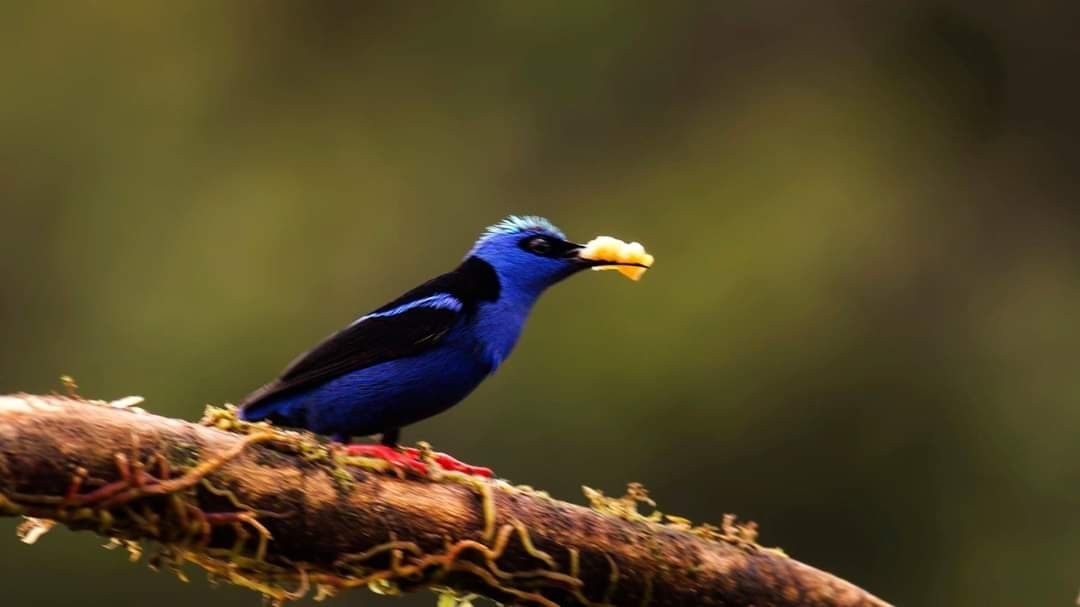 Golden-hooded Tanager