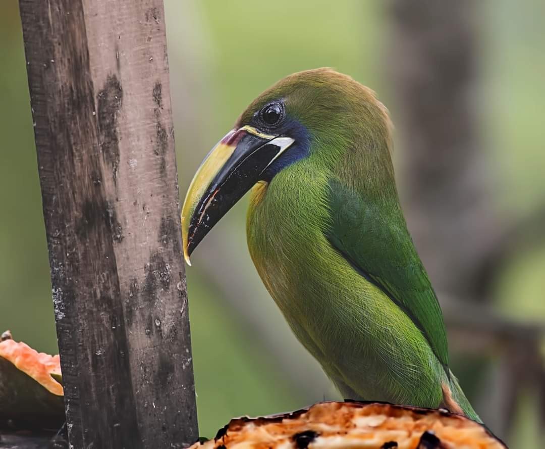 Emerald Toucanet