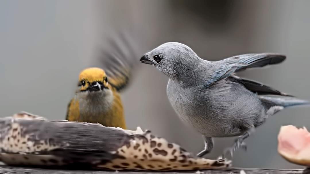 Blue-grey Tanager — Ana fotoğraf