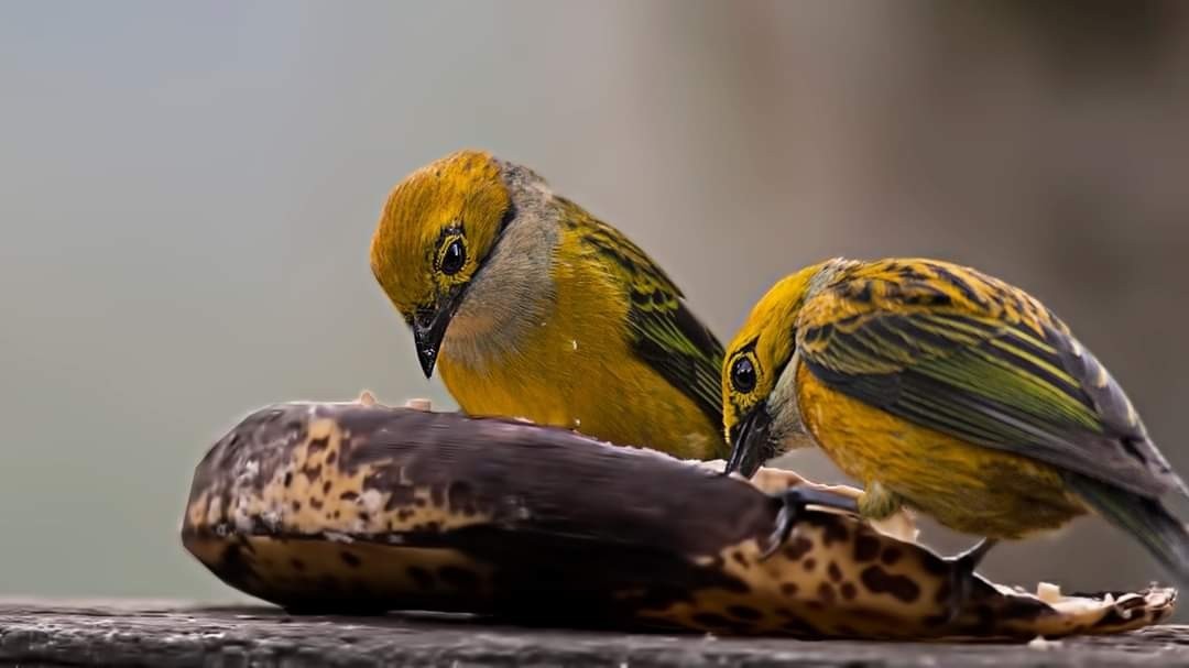 Silver-throated Tanager
