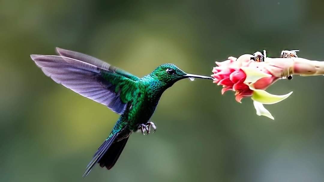 Green-crowned Brilliant — Ana fotoğraf