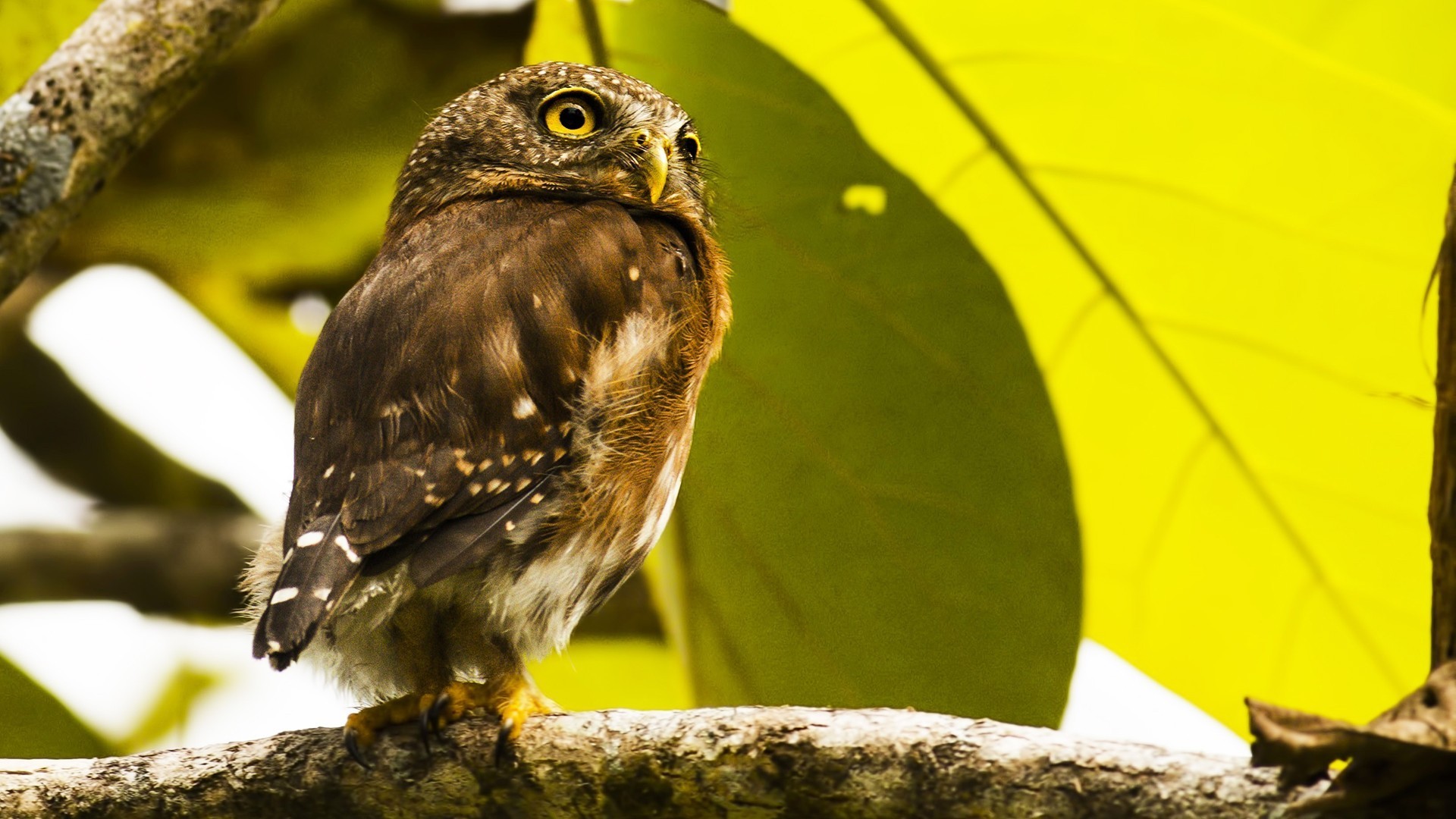 Ferruginous Pygmy-owl