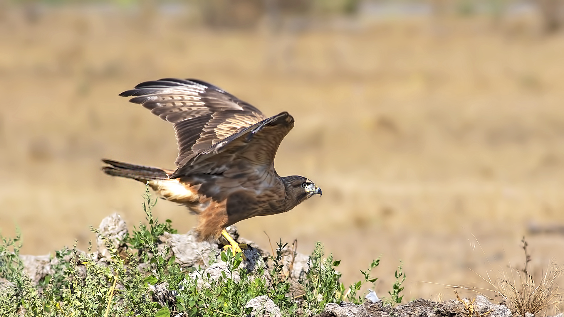 Long-legged Buzzard