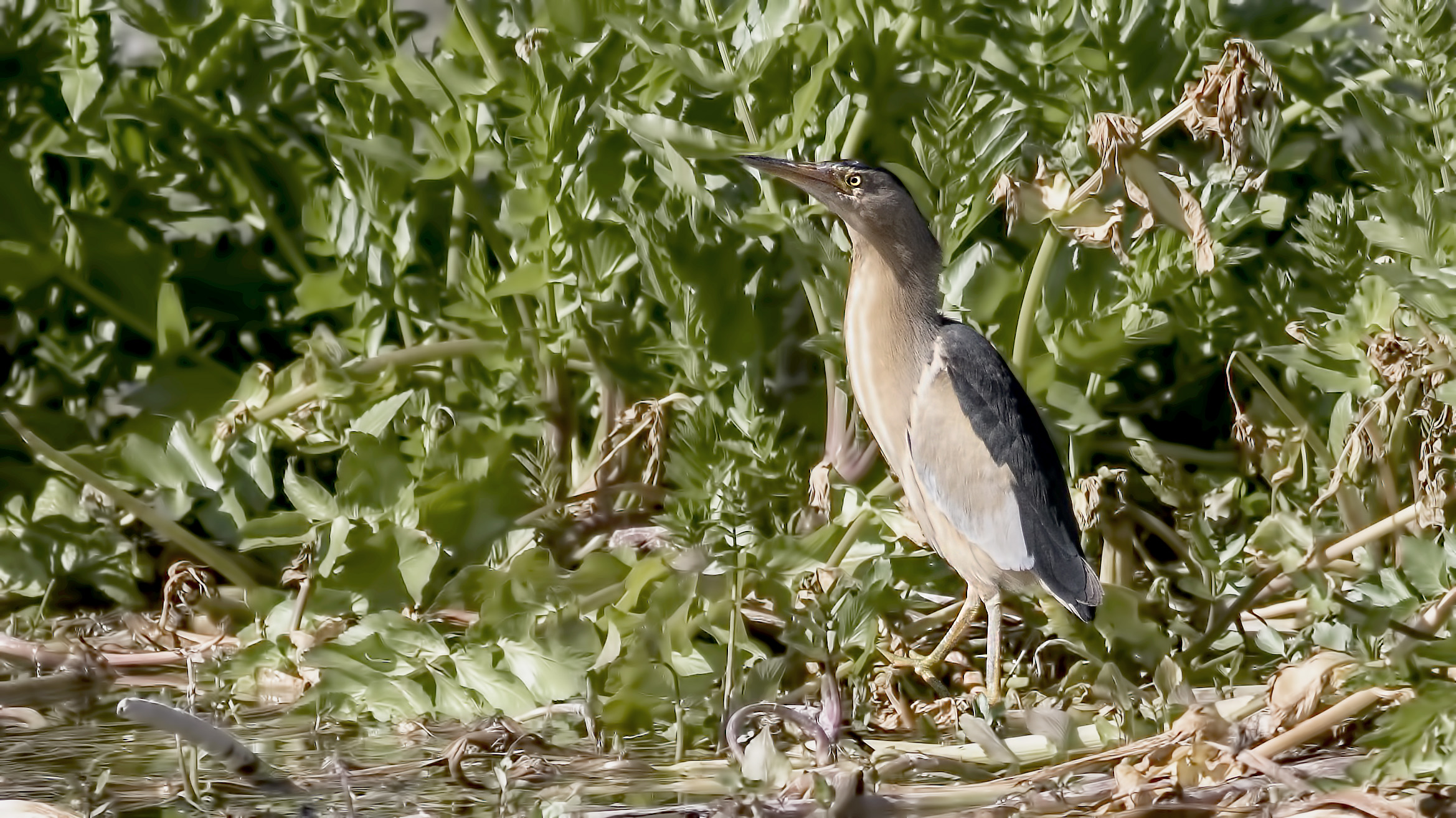 Little Bittern