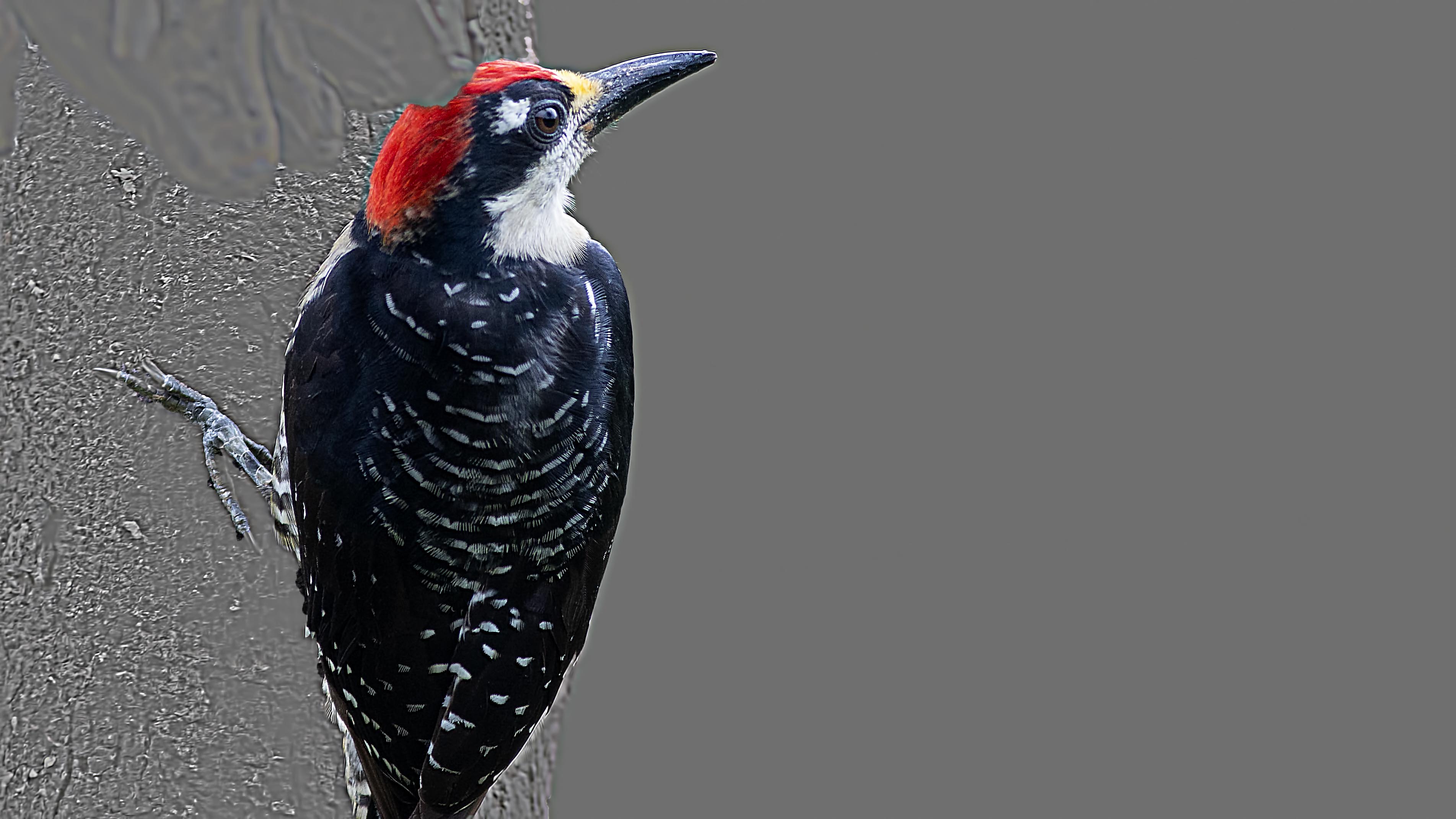 Black-cheeked Woodpecker