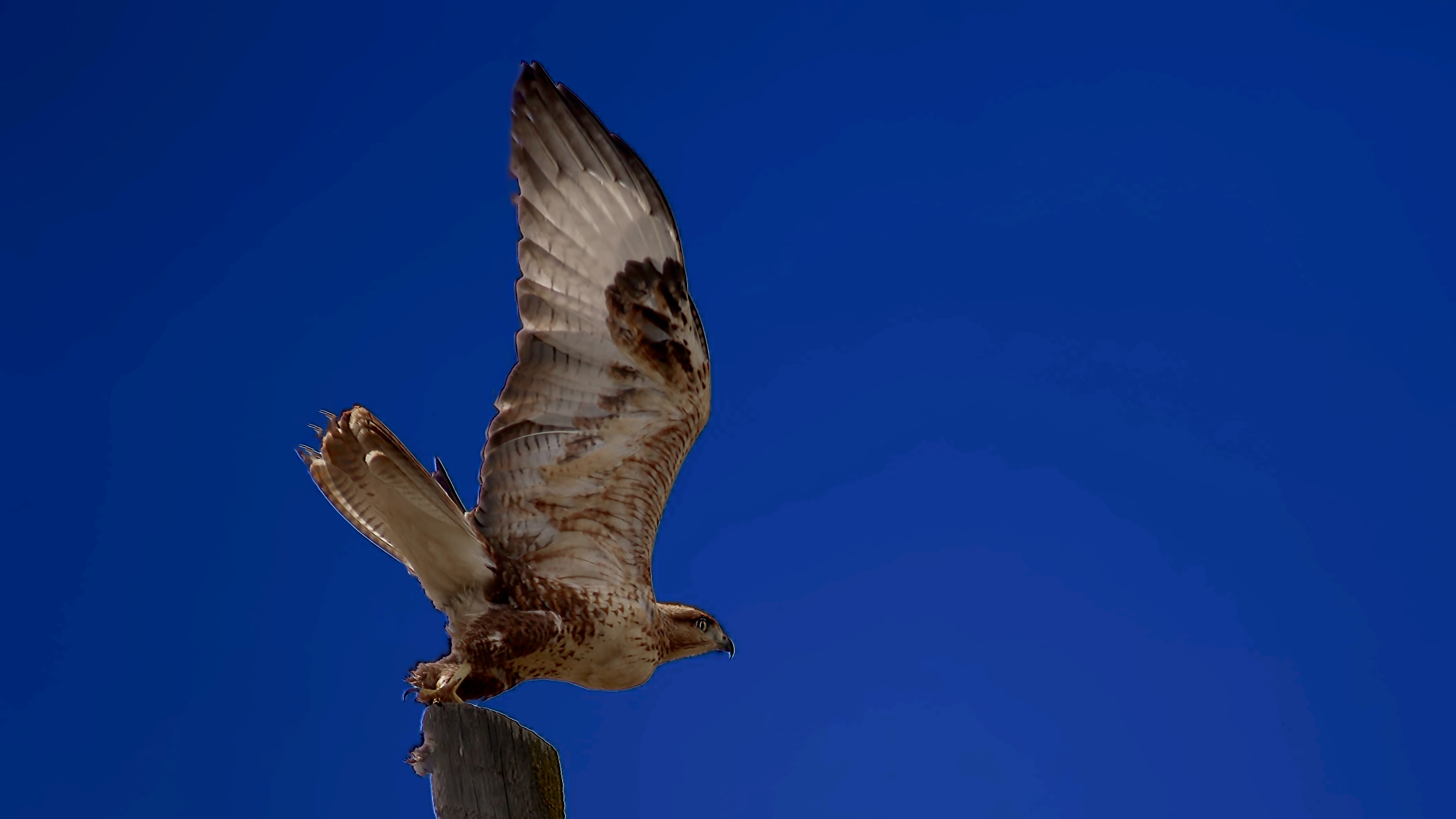 Long-legged Buzzard