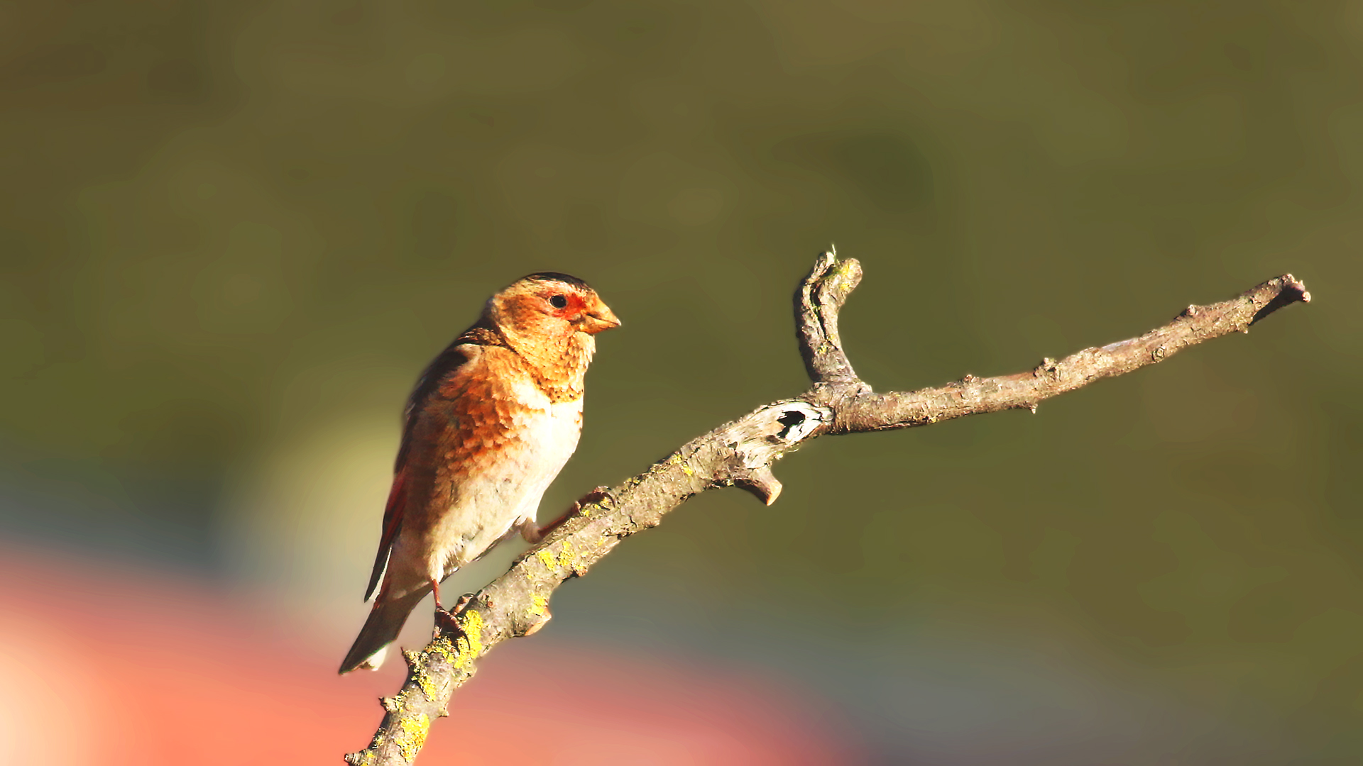 Crimson-winged Finch