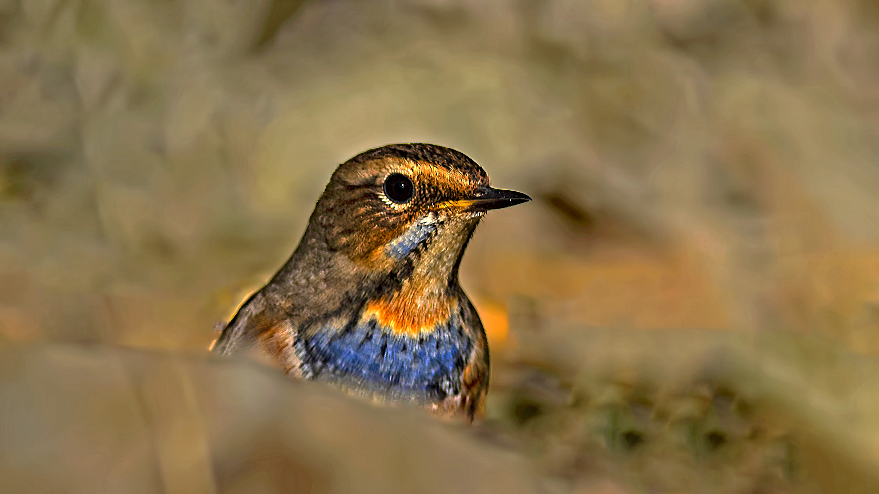 Bluethroat