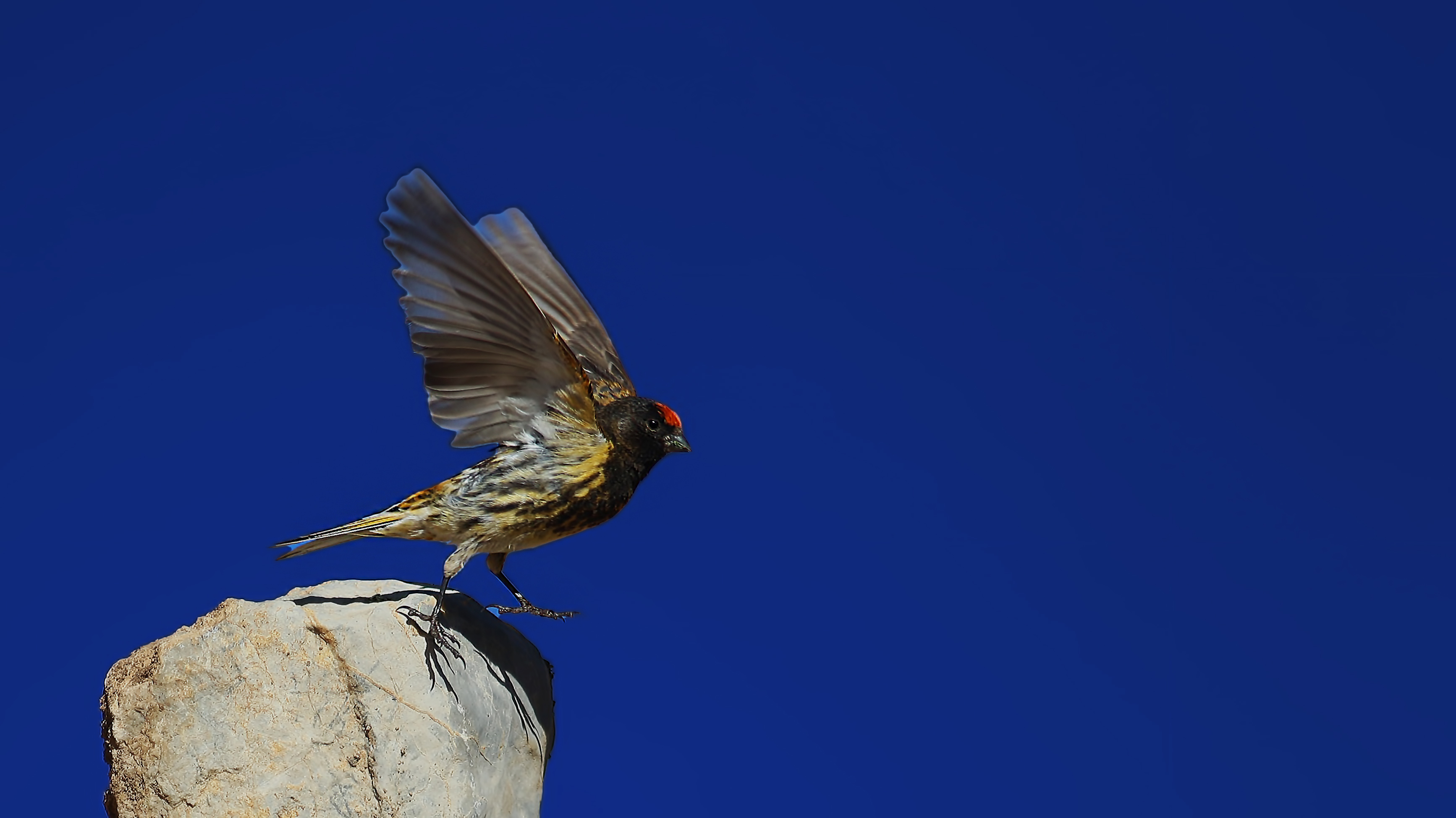 Fire-fronted Serin