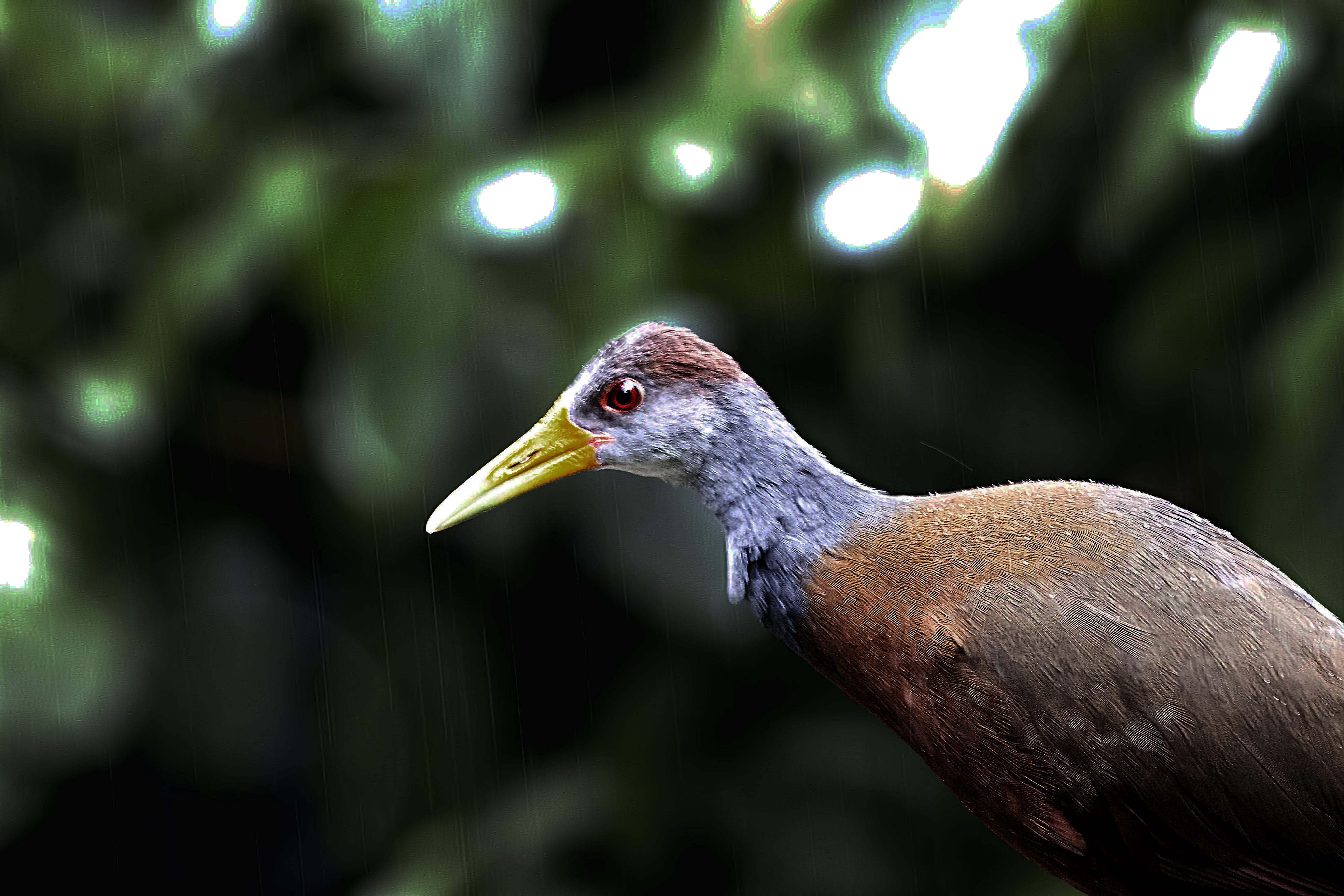 Russet-naped Wood-Rail