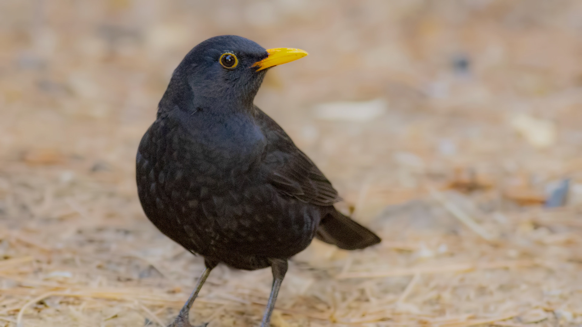 Eurasian Blackbird