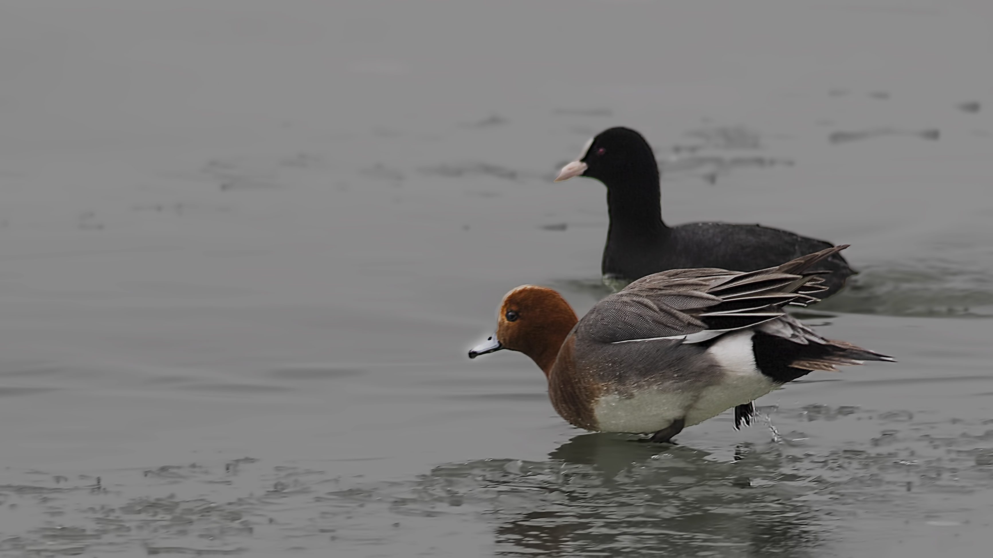 Eurasian Wigeon
