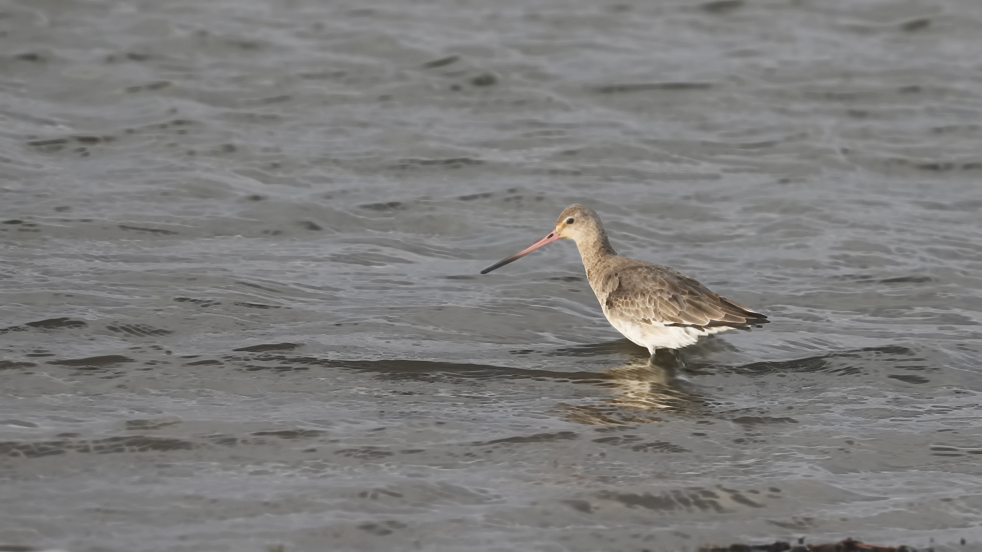 Black-tailed Godwit