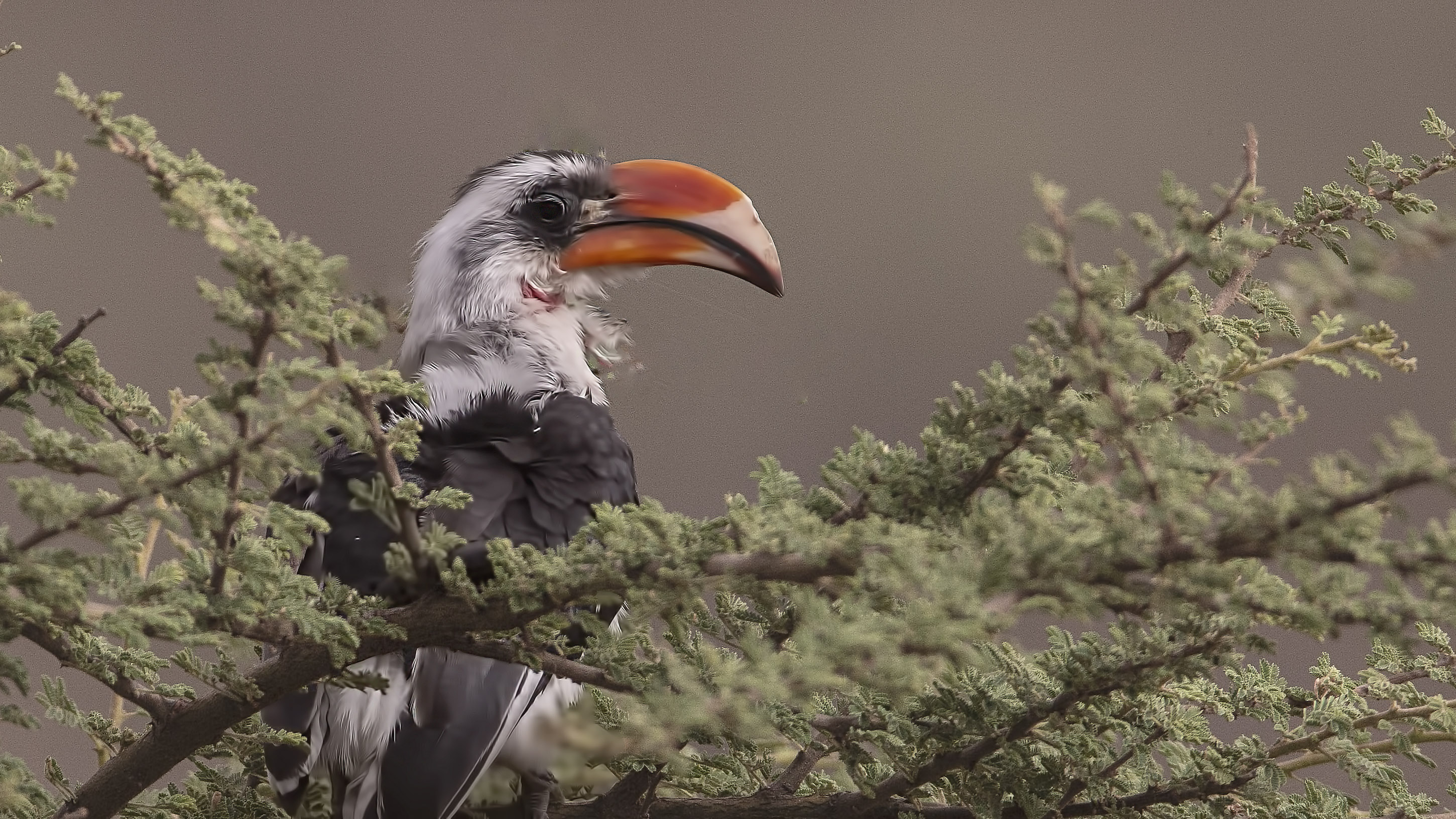 Von der Decken's Hornbill — Ana fotoğraf
