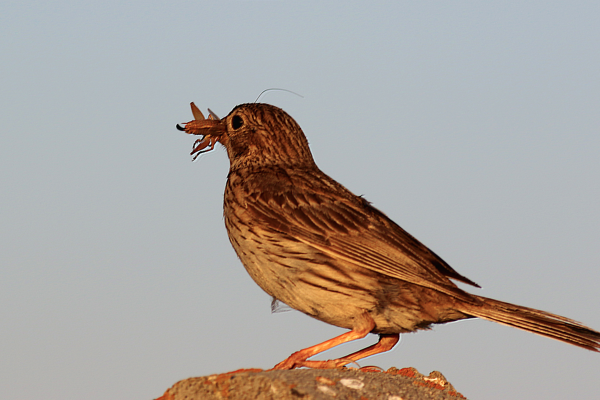 Corn Bunting
