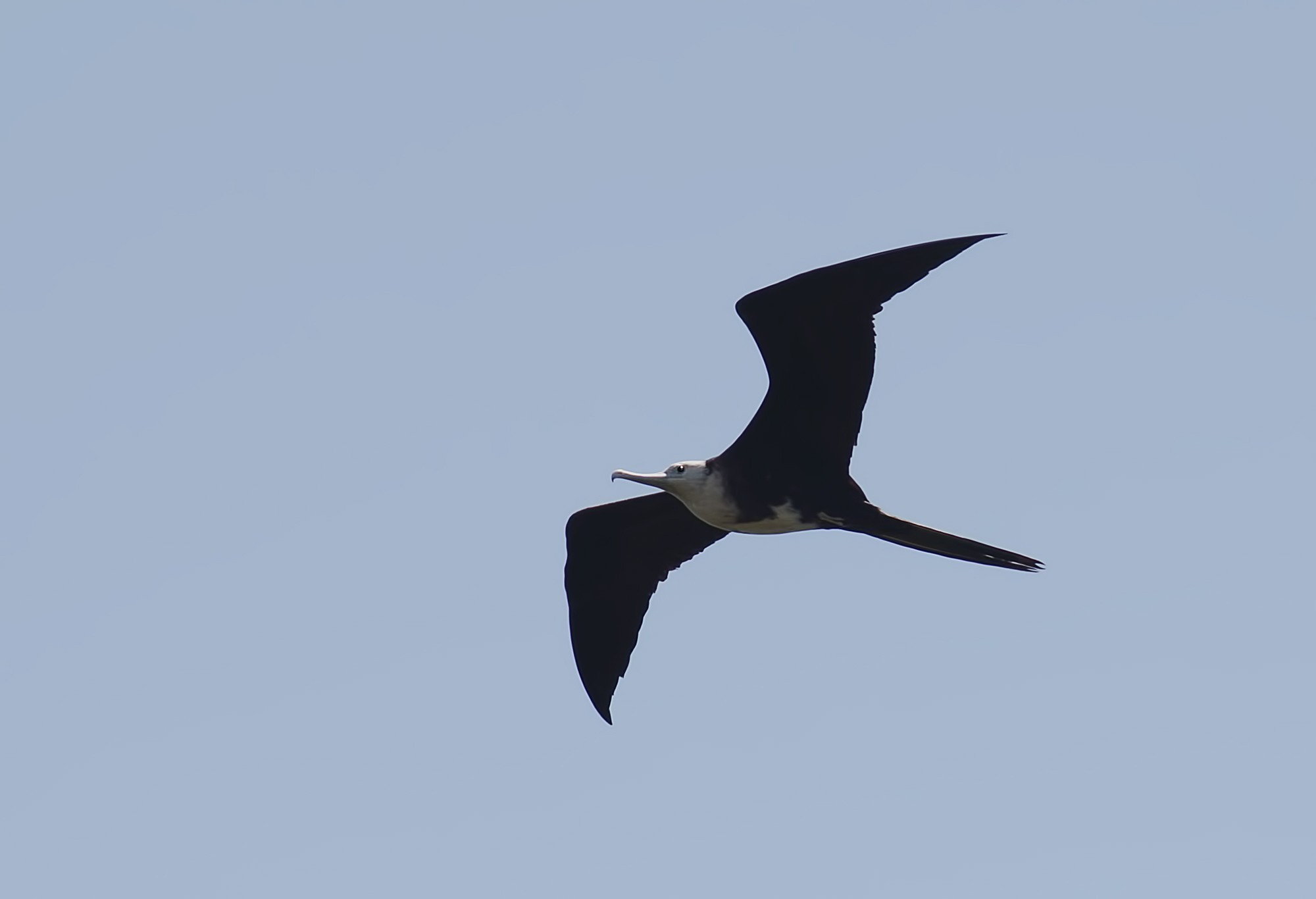 Magnificent Frigatebird