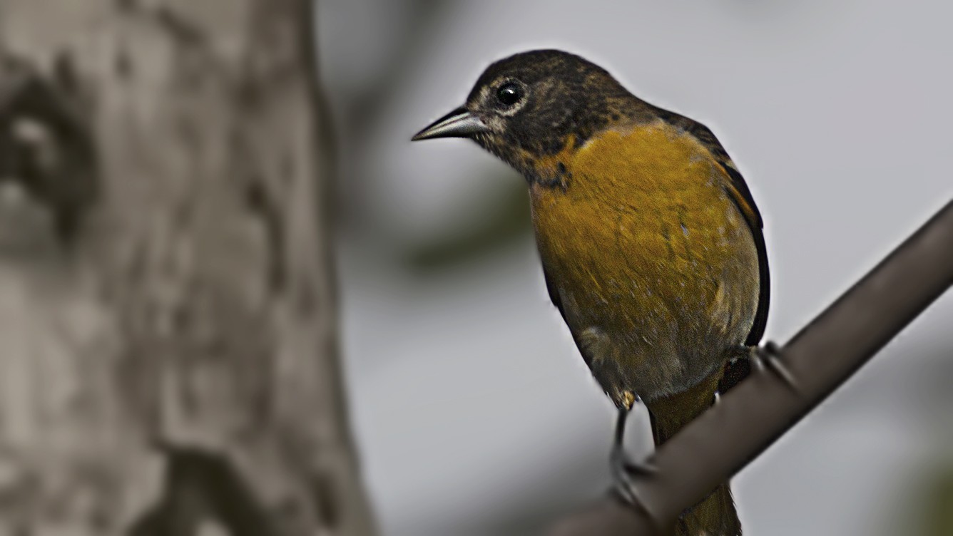 Baltimore Oriole
