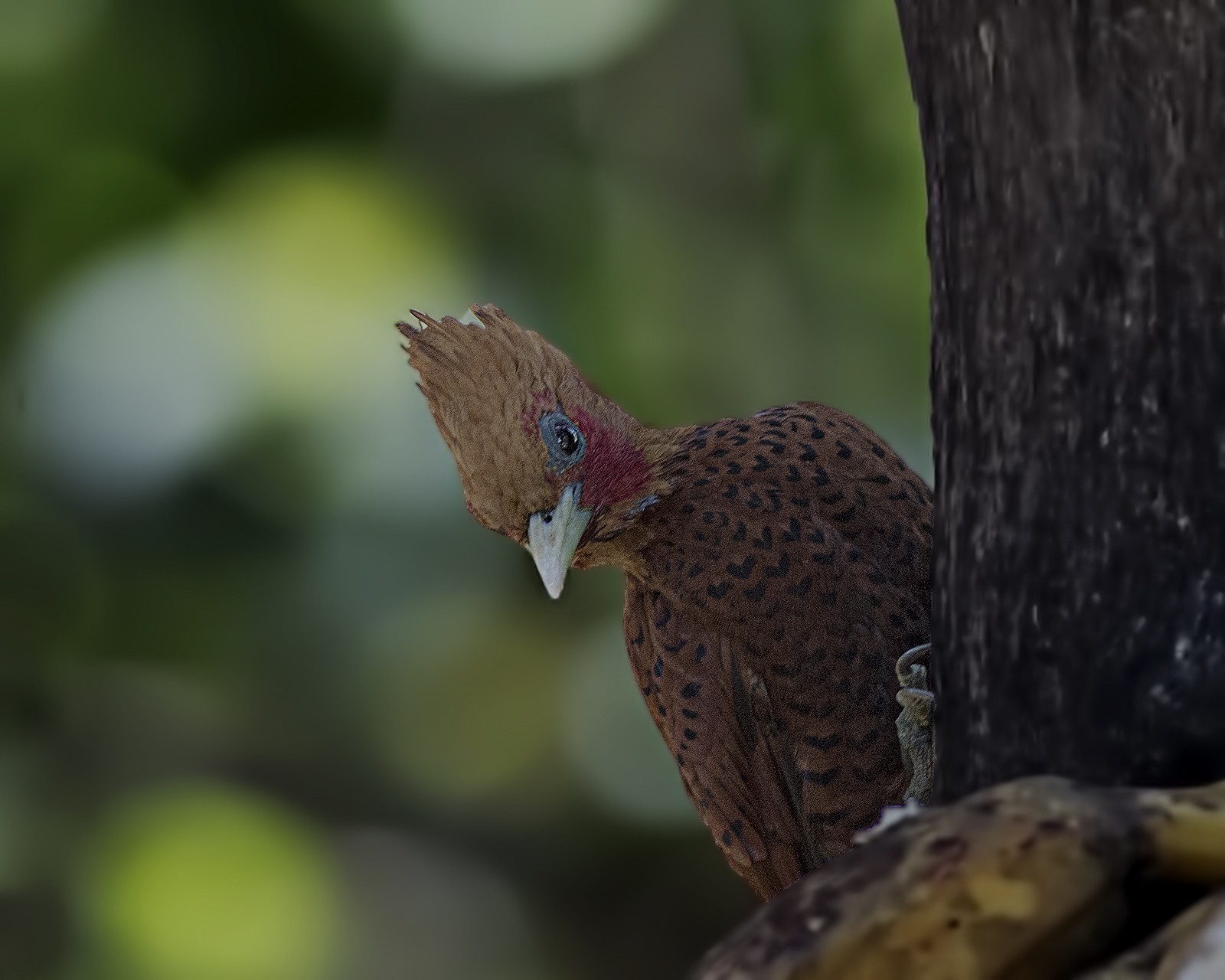 Chestnut-colored Woodpecker