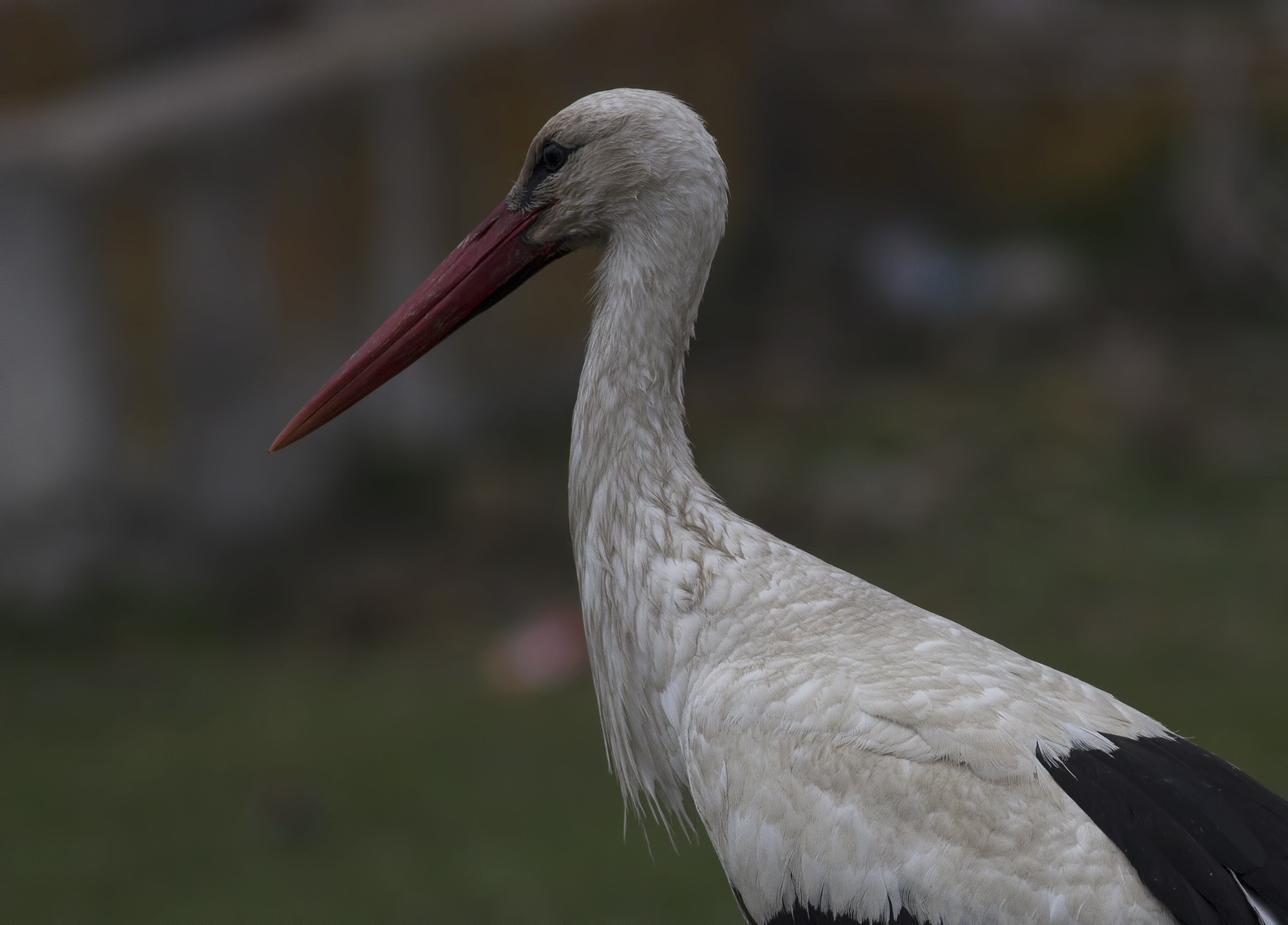 White Stork — Ana fotoğraf