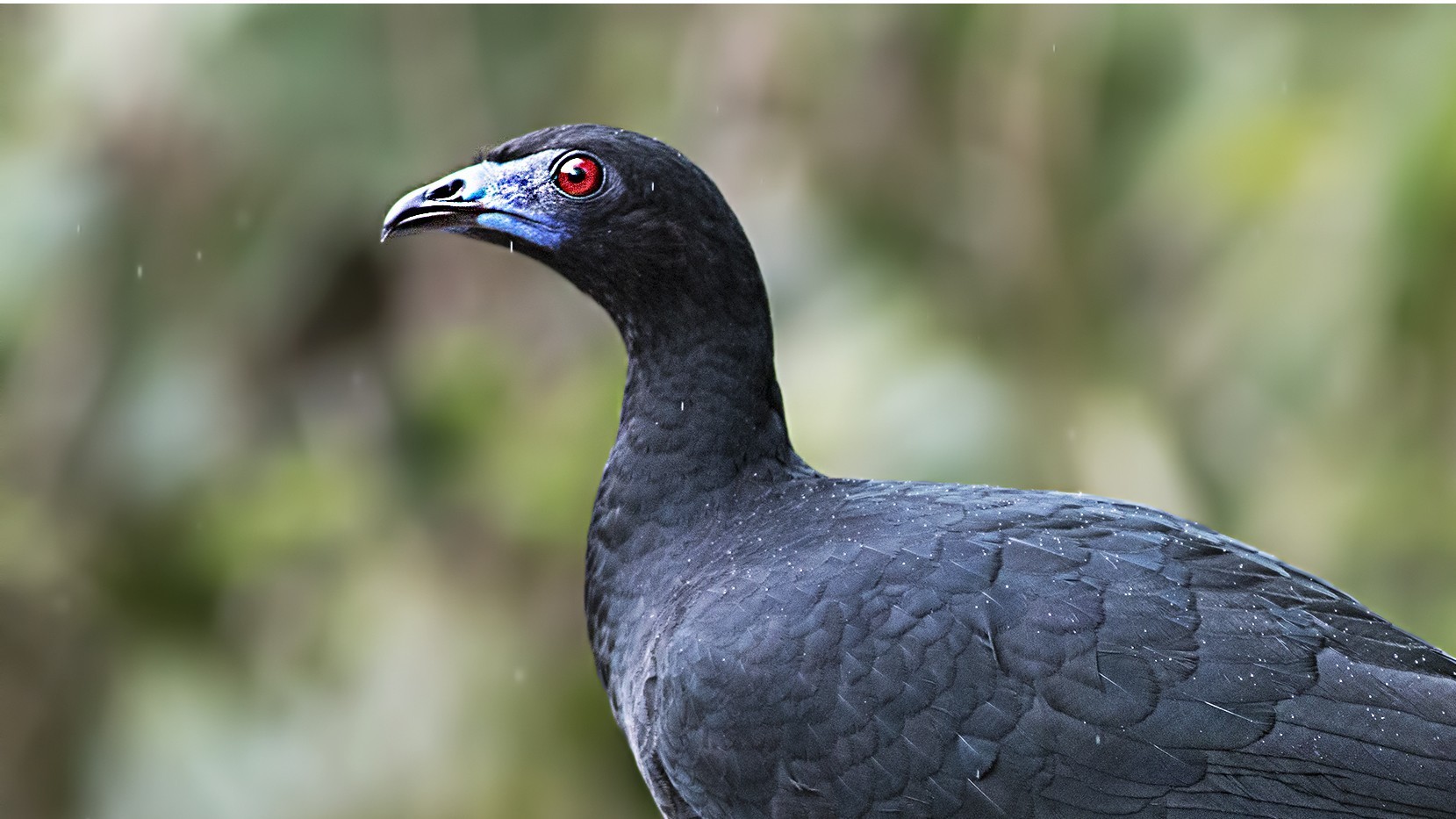 Black Guan — Ana fotoğraf