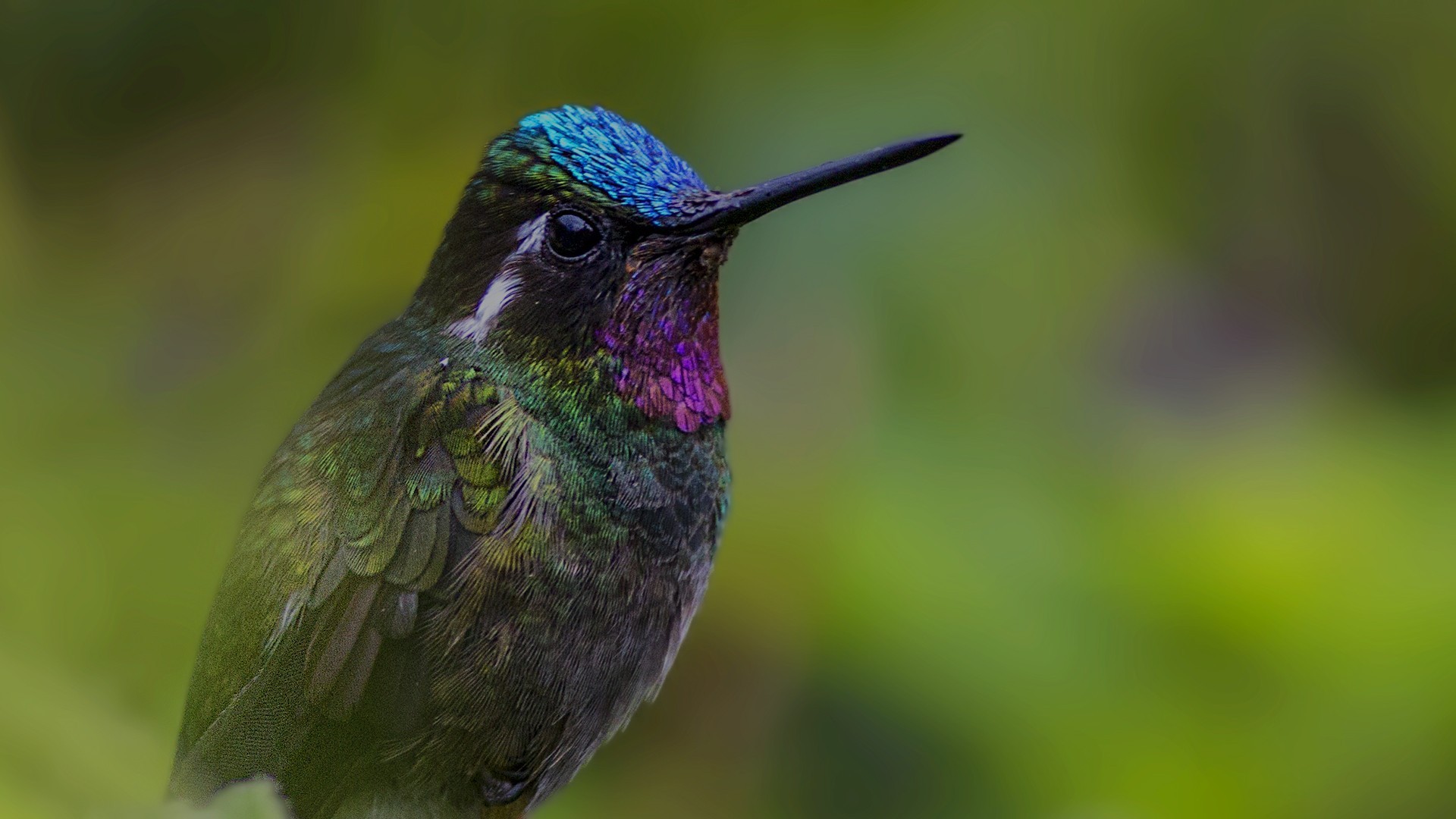 Purple-throated Mountain-gem