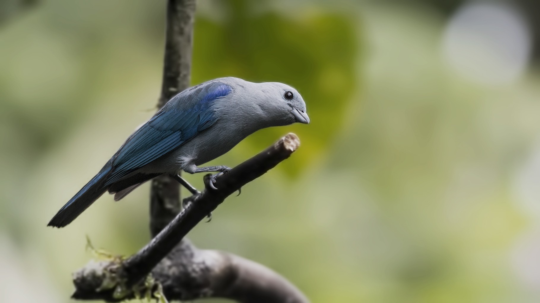 Blue-gray Tanager — Ana fotoğraf