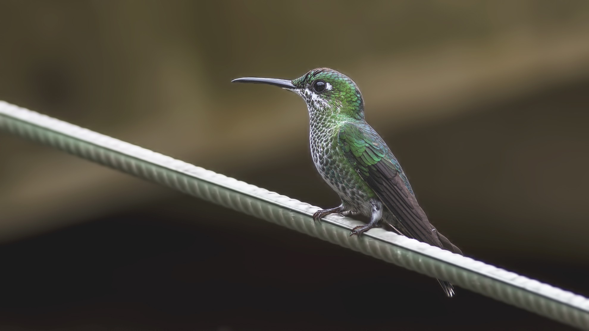 Green-crowned Brilliant — Ana fotoğraf