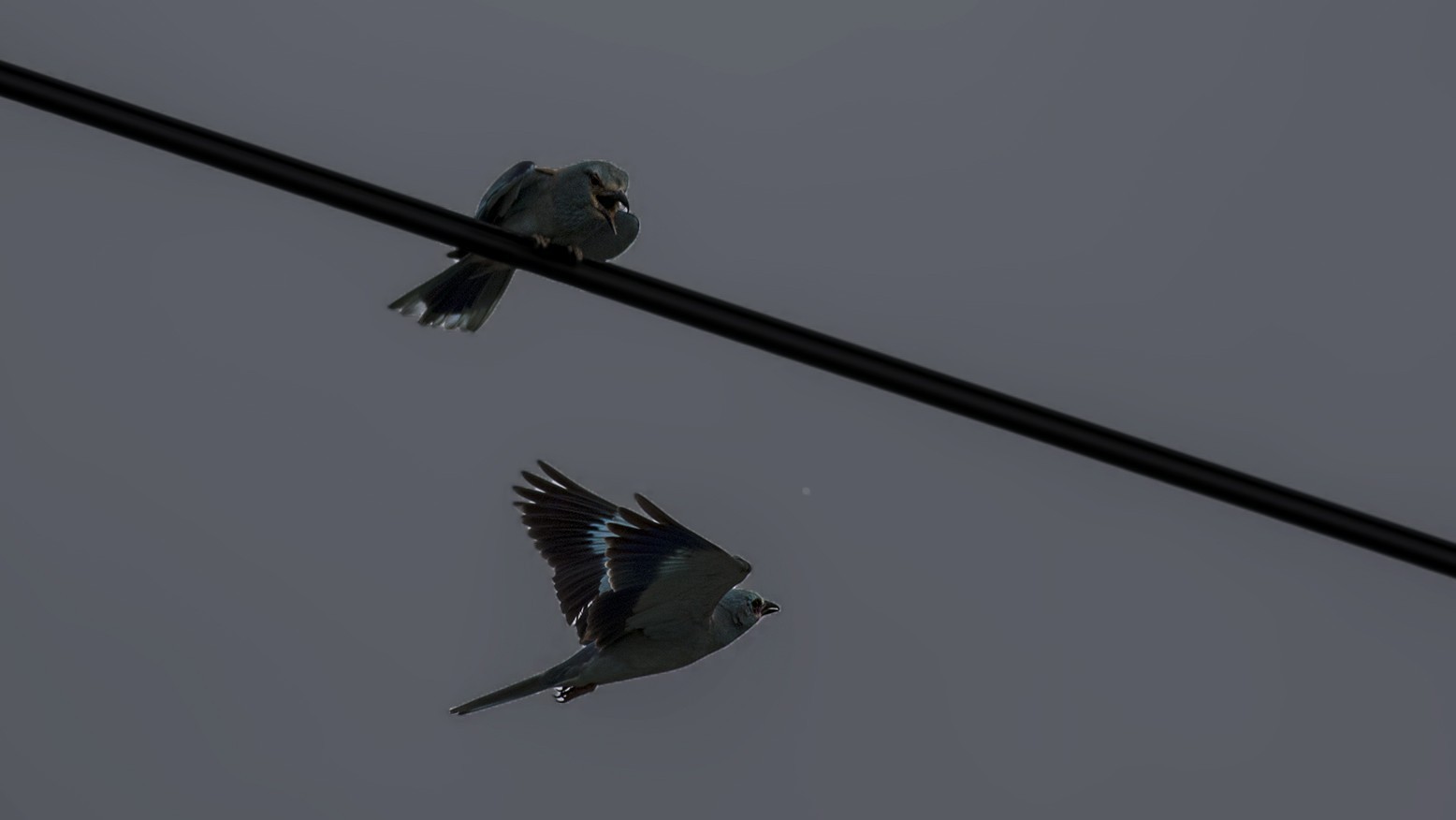 European Roller