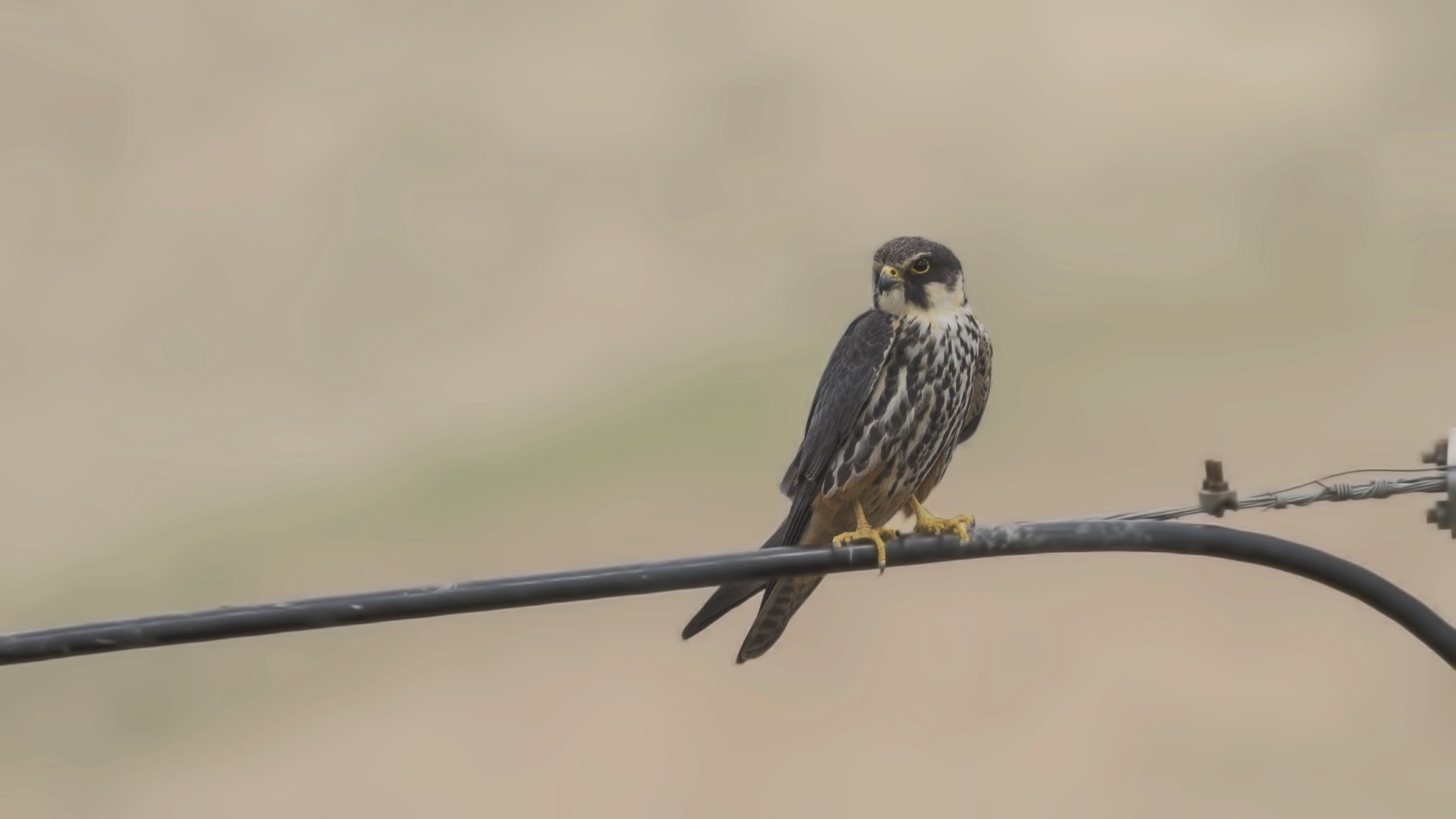 Eurasian Hobby