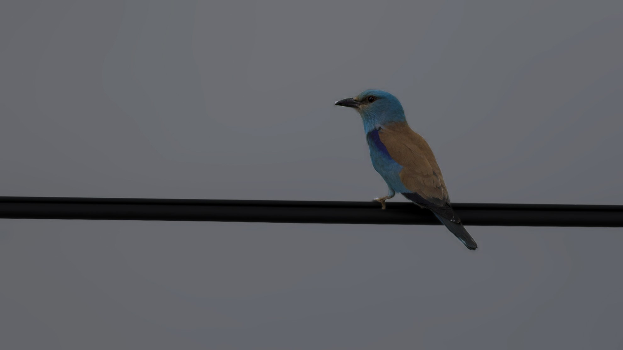 European Roller