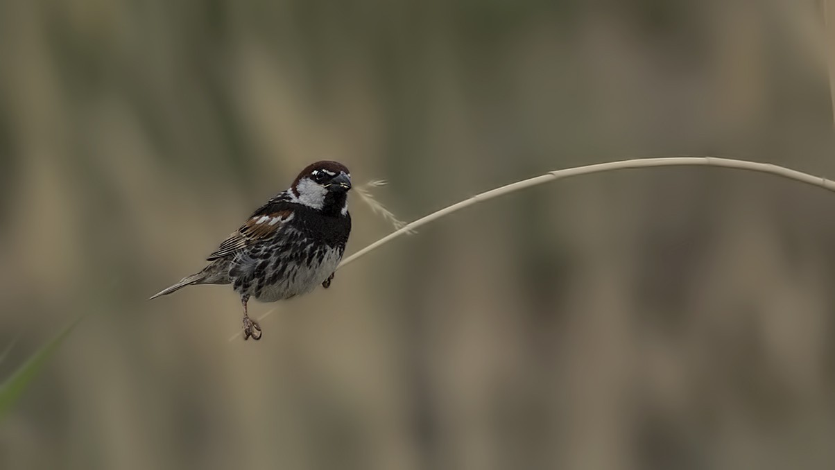 Spanish Sparrow